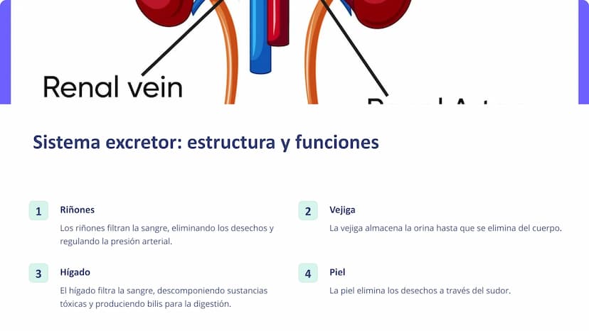 Human Body Organ Systems
Skeletal System Respiratory System Muscular System Circulatory System
Digestive System
Nervous System
sistemas del 