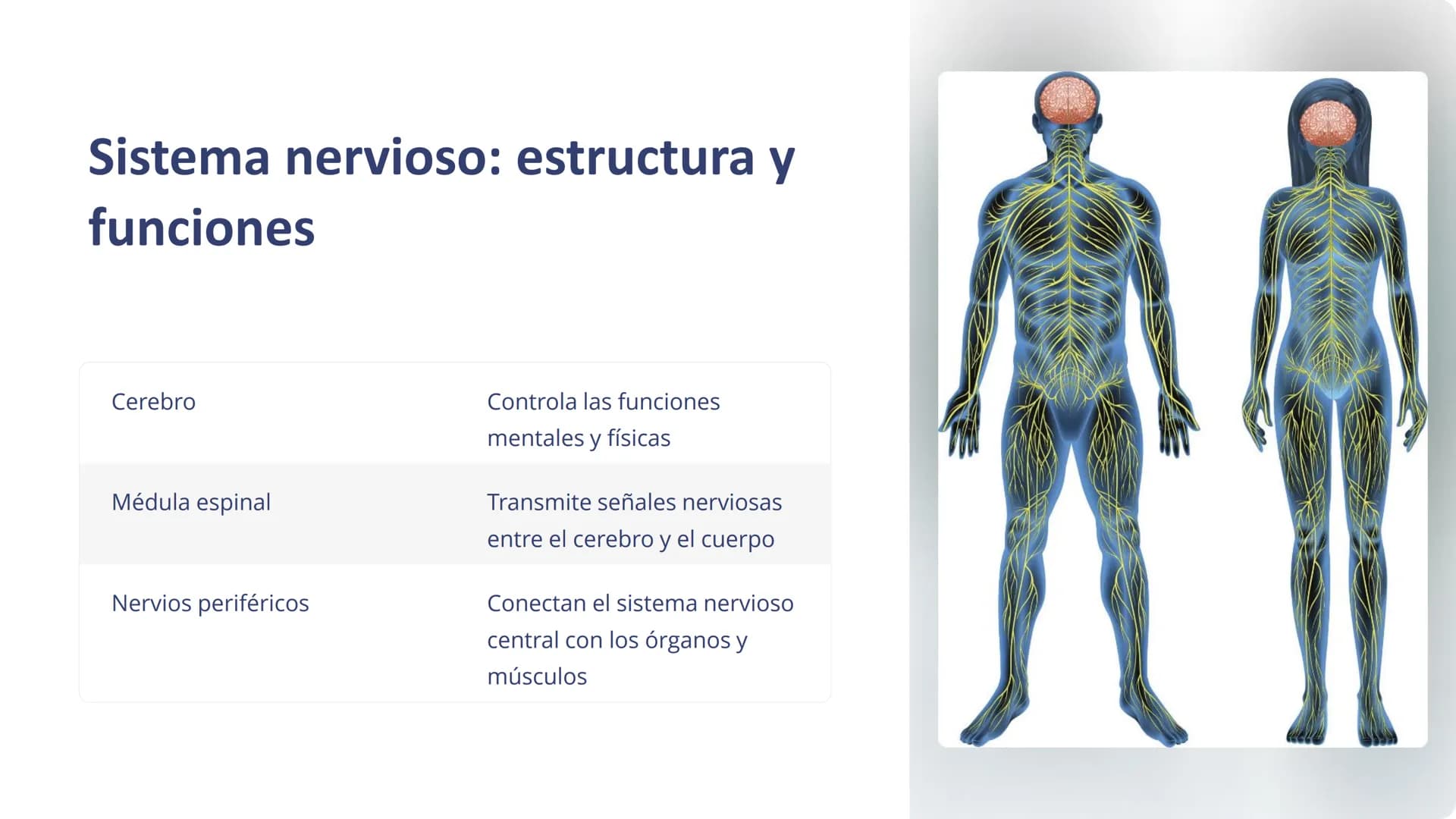 Human Body Organ Systems
Skeletal System Respiratory System Muscular System Circulatory System
Digestive System
Nervous System
sistemas del 