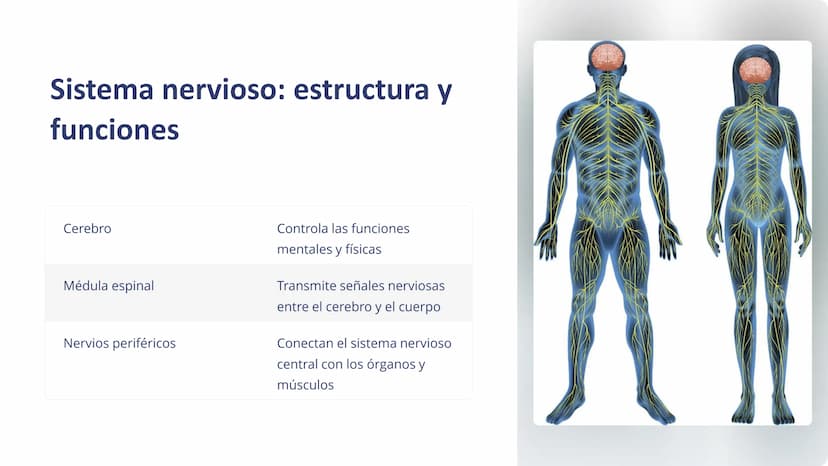Human Body Organ Systems
Skeletal System Respiratory System Muscular System Circulatory System
Digestive System
Nervous System
sistemas del 