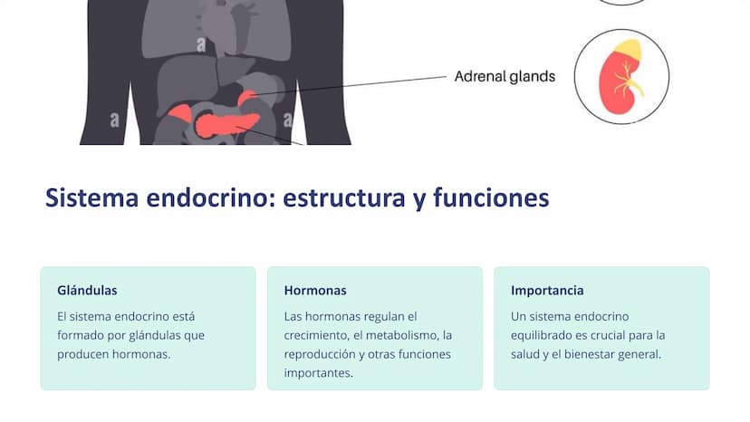 Human Body Organ Systems
Skeletal System Respiratory System Muscular System Circulatory System
Digestive System
Nervous System
sistemas del 