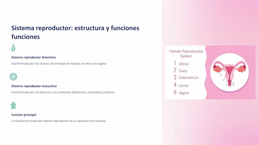 Human Body Organ Systems
Skeletal System Respiratory System Muscular System Circulatory System
Digestive System
Nervous System
sistemas del 