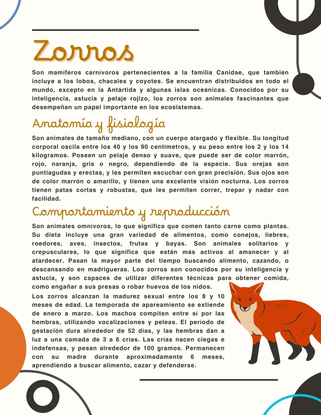 Zorros
Son mamíferos carnívoros pertenecientes a la familia Canidae, que también
incluye a los lobos, chacales y coyotes. Se encuentran dist