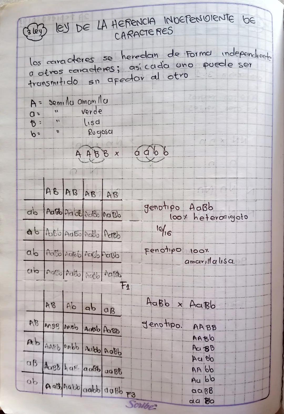 HERENCIA GENETICA
Gregol Mendel: "padre de lo genetica" experimenta
con guisantes las caracteristicas indi-
Son heredadas por genes.
viduale