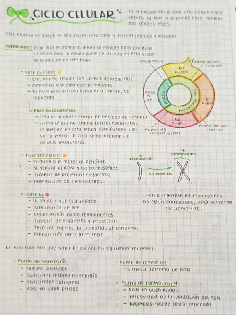CICLO CELULAR
replica su AON y se divide para formar
dos celulas nijos.
Este proceso se divide en dos fases interfase y fose M (mitosis y me