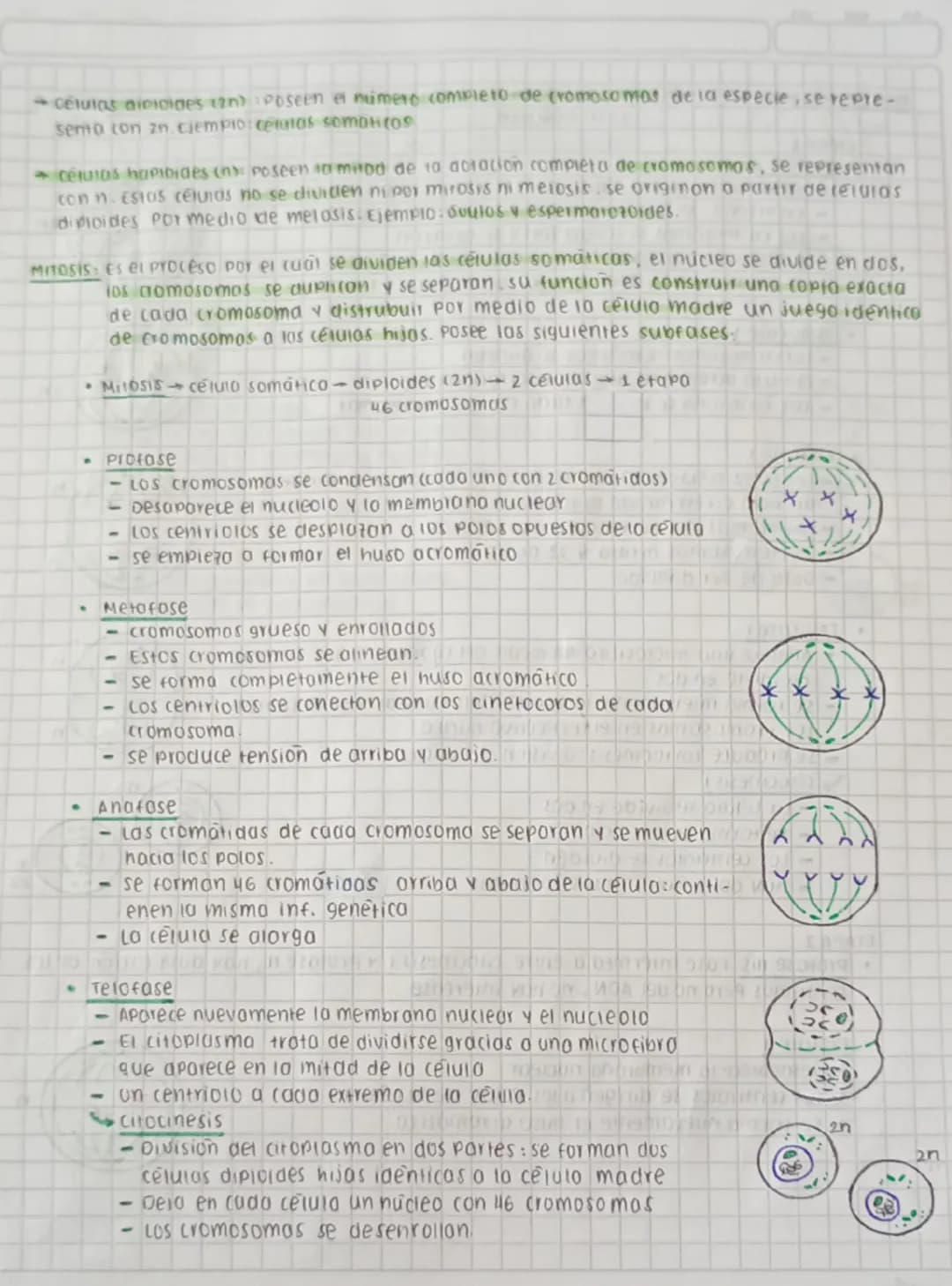 CICLO CELULAR
replica su AON y se divide para formar
dos celulas nijos.
Este proceso se divide en dos fases interfase y fose M (mitosis y me