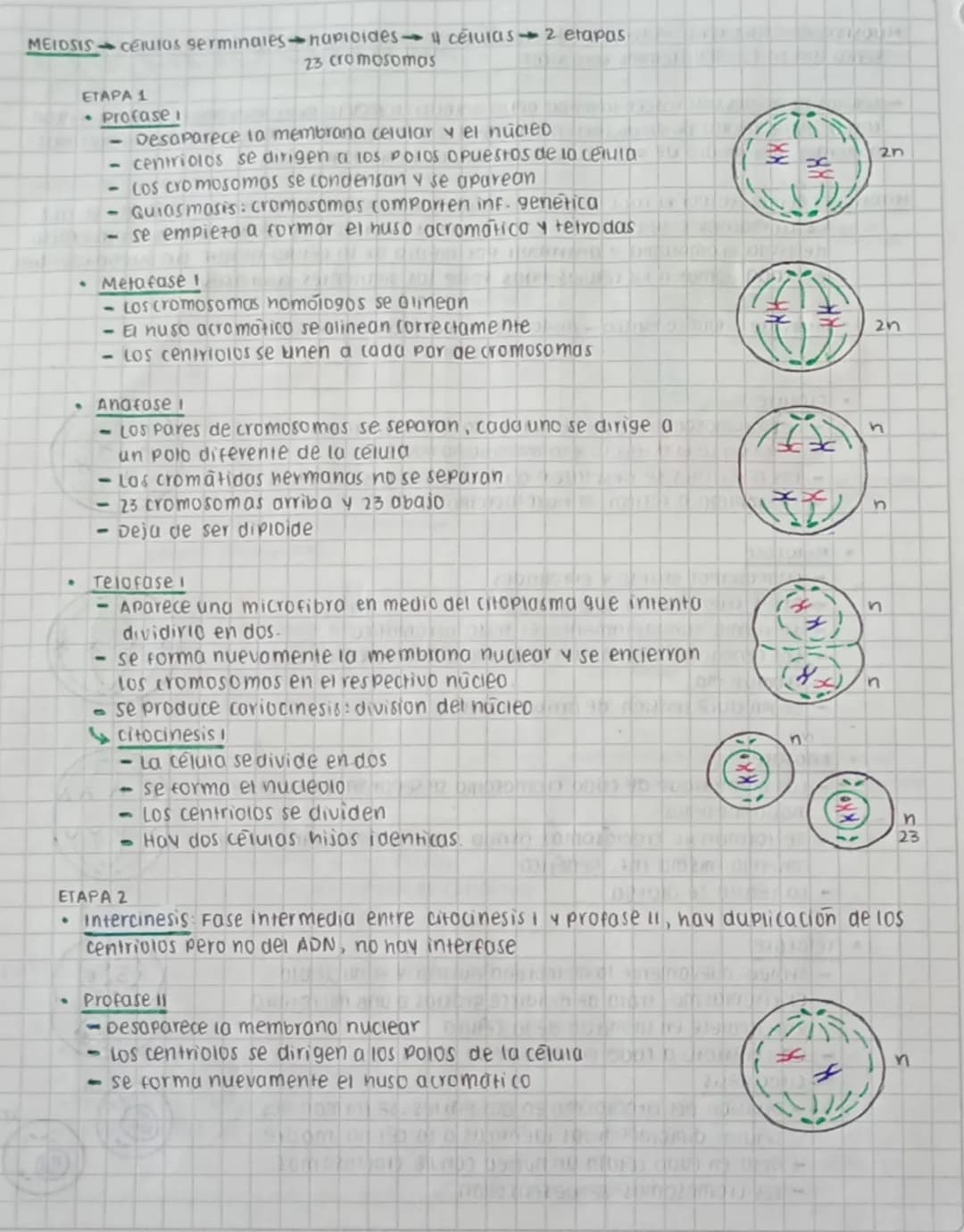 CICLO CELULAR
replica su AON y se divide para formar
dos celulas nijos.
Este proceso se divide en dos fases interfase y fose M (mitosis y me