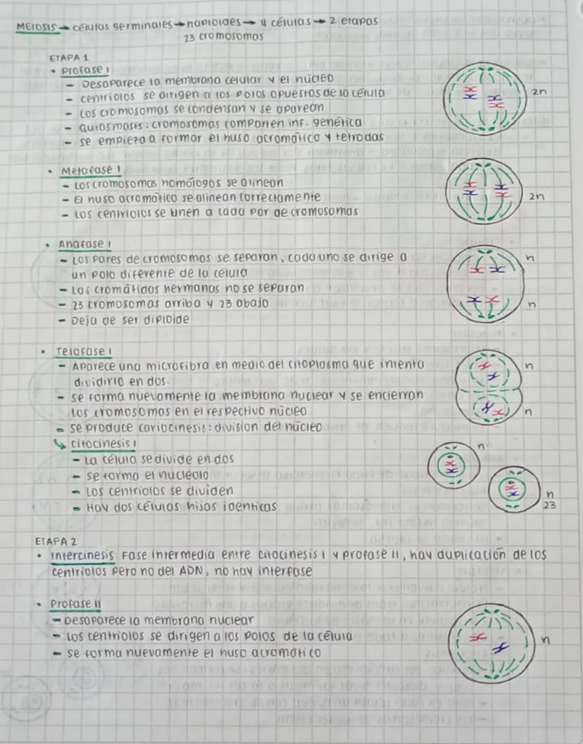 CICLO CELULAR
replica su AON y se divide para formar
dos celulas nijos.
Este proceso se divide en dos fases interfase y fose M (mitosis y me