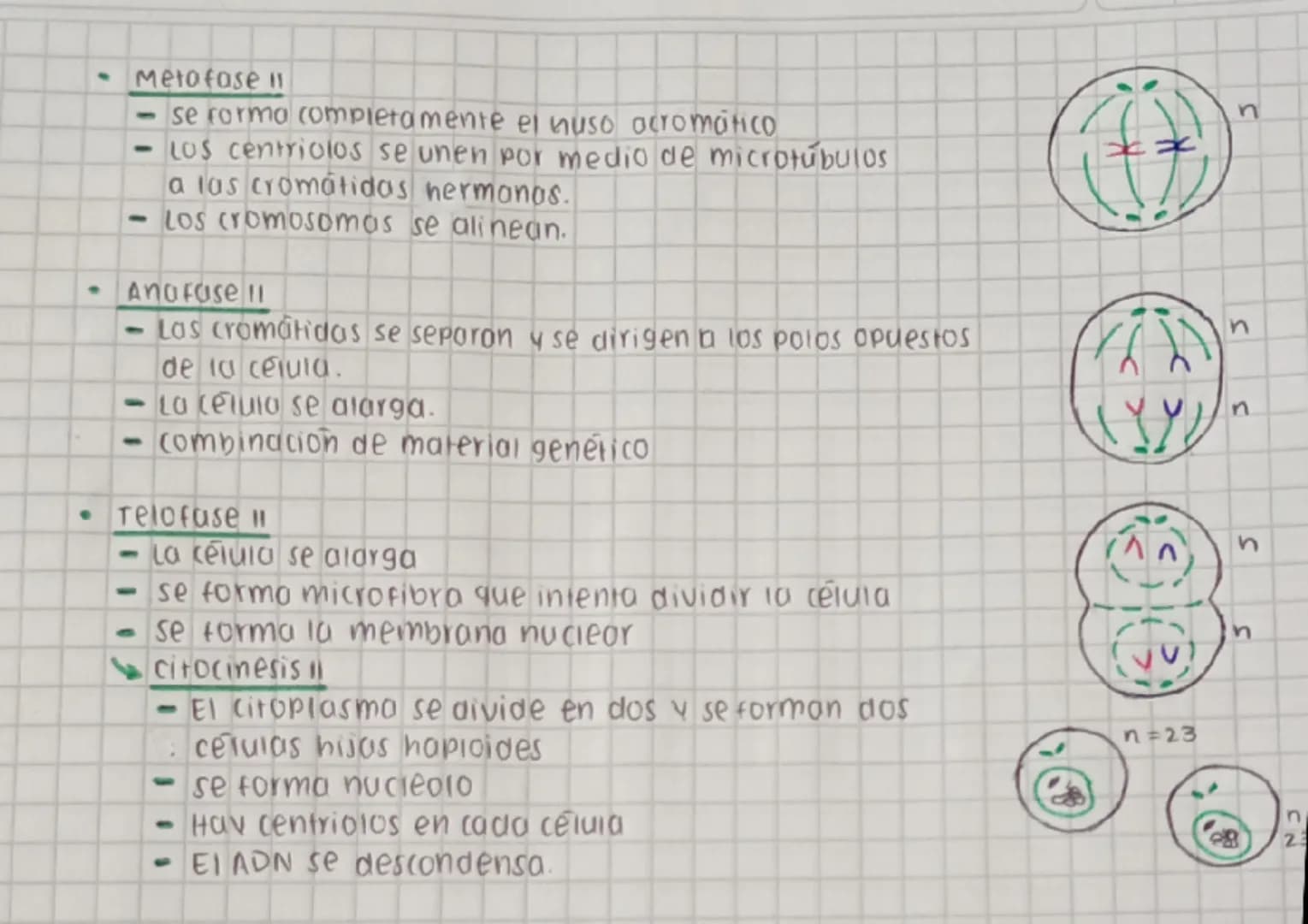CICLO CELULAR
replica su AON y se divide para formar
dos celulas nijos.
Este proceso se divide en dos fases interfase y fose M (mitosis y me