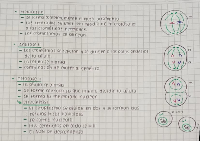 CICLO CELULAR
replica su AON y se divide para formar
dos celulas nijos.
Este proceso se divide en dos fases interfase y fose M (mitosis y me