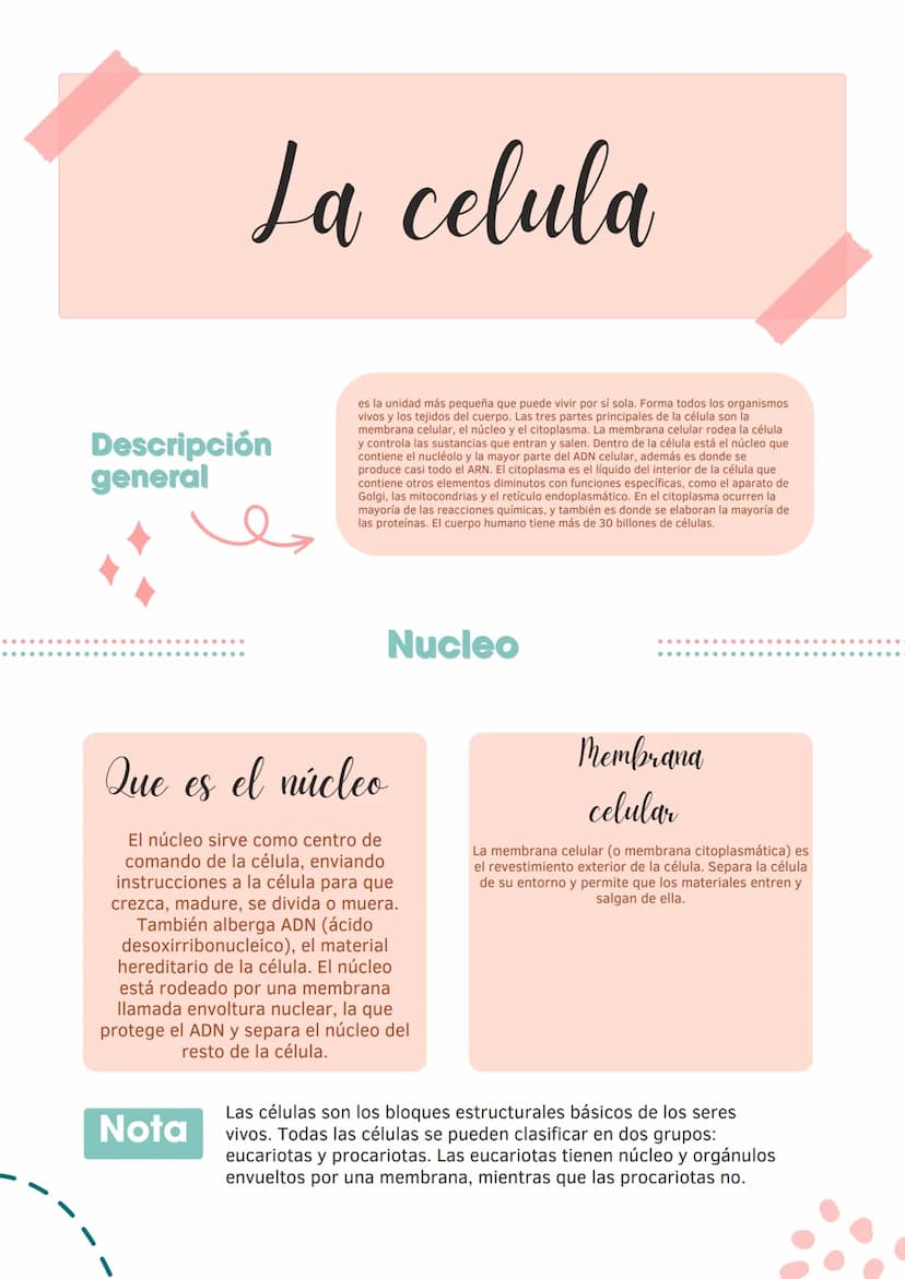 La celula
Descripción
general
es la unidad más pequeña que puede vivir por sí sola. Forma todos los organismos
vivos y los tejidos del cuerp