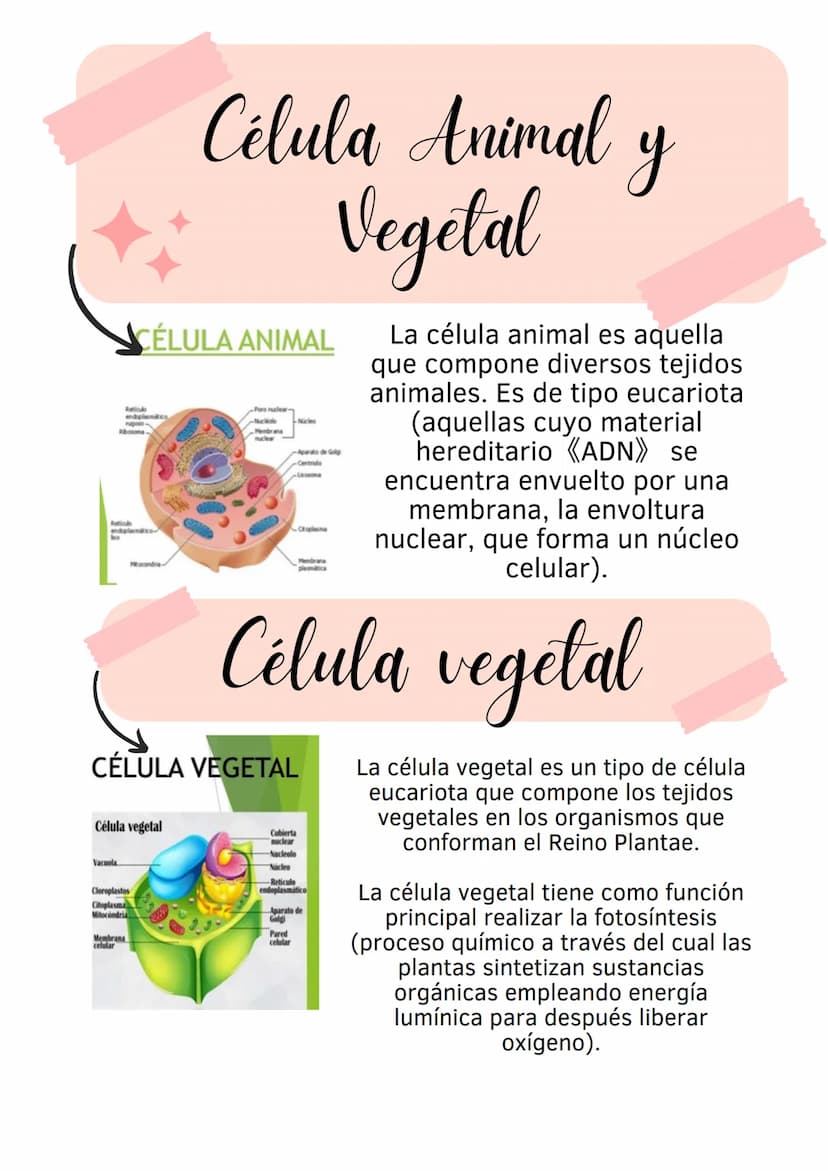 La celula
Descripción
general
es la unidad más pequeña que puede vivir por sí sola. Forma todos los organismos
vivos y los tejidos del cuerp