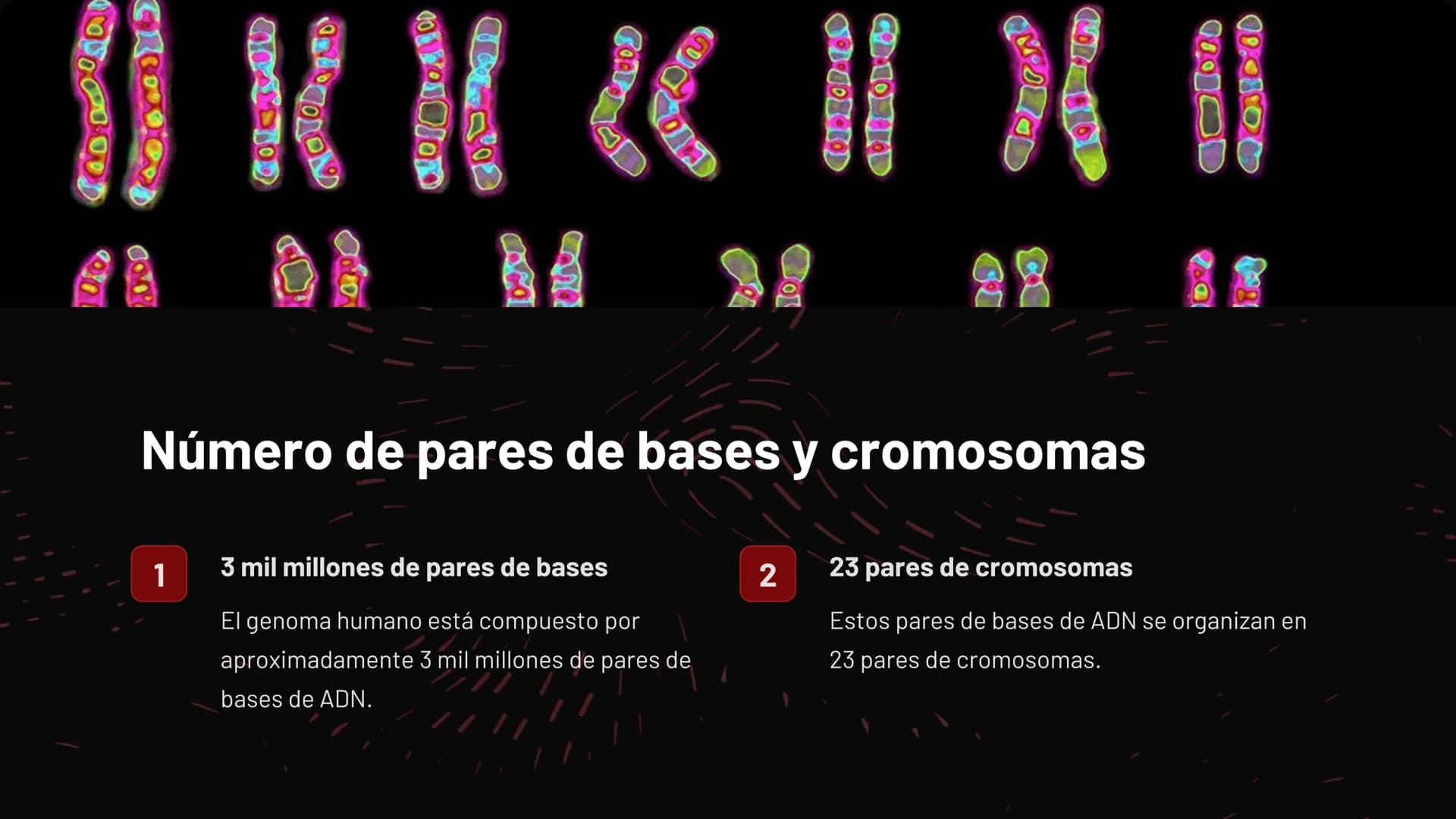 Introducción al
genoma humano
El genoma humano es el conjunto completo de material genético
presente en las células, compuesto por aproximad