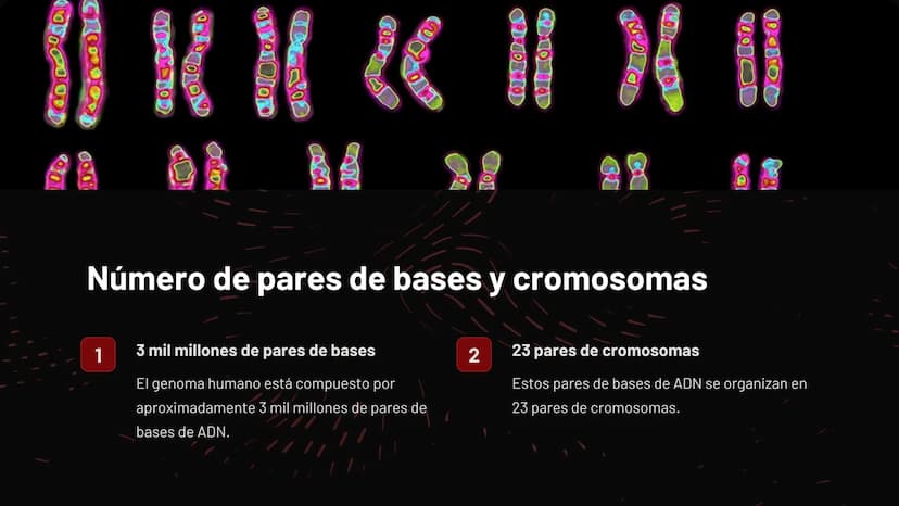 Introducción al
genoma humano
El genoma humano es el conjunto completo de material genético
presente en las células, compuesto por aproximad