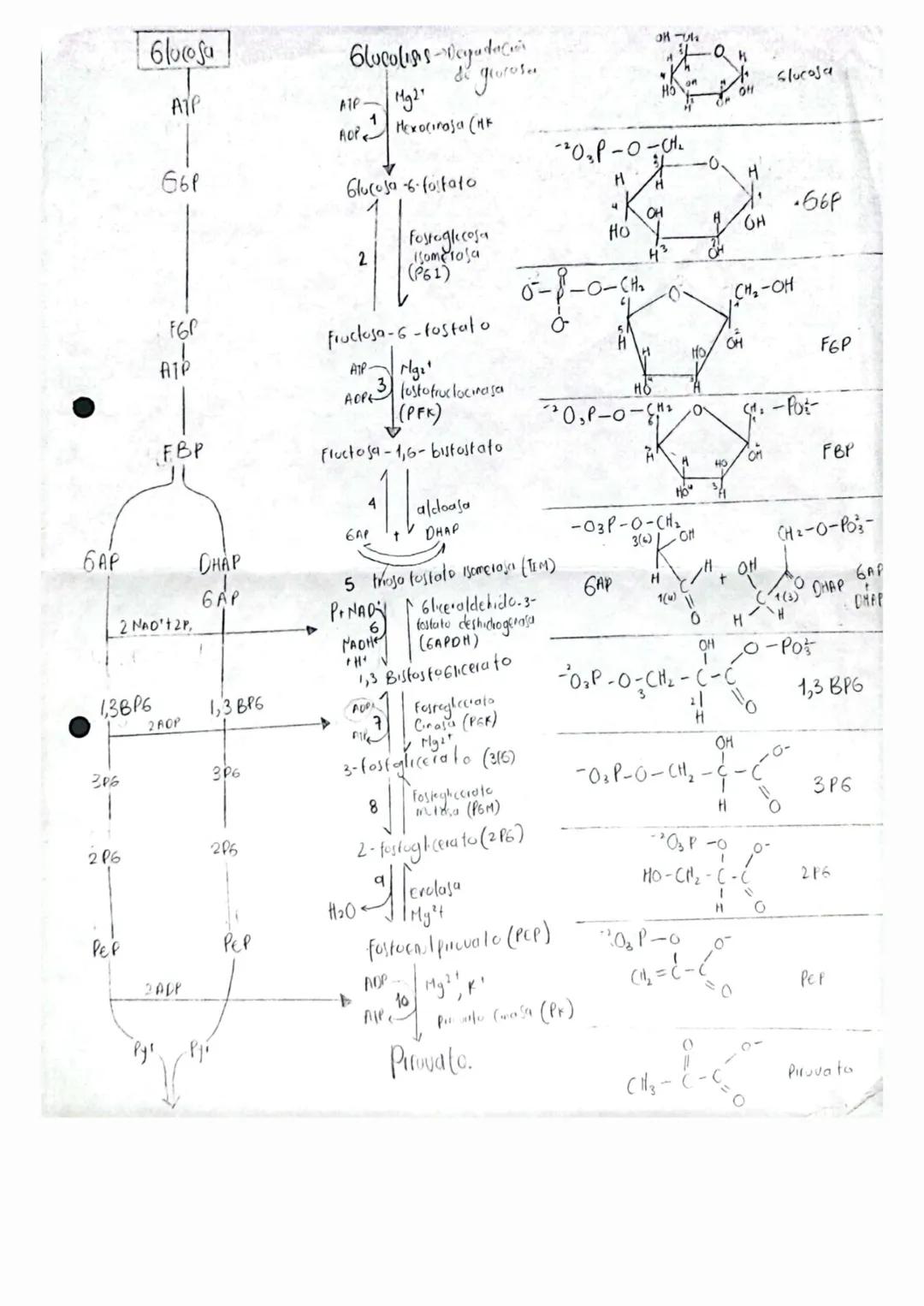 Glucosa
ATP
661
FGP
FBP
Glucoliss-vegada
de groroses
ATP
1
Mg2
AOP Mexociraja (HK
Glucosa -6-fostato
2
Fostaglecosa
isomerasa
(P61)
Fructosa