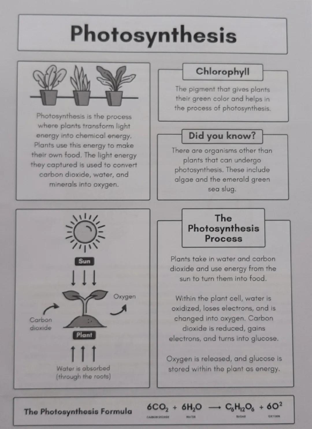 Photosynthesis
PAY
Photosynthesis is the process
where plants transform light
energy into chemical energy.
Plants use this energy to make
th
