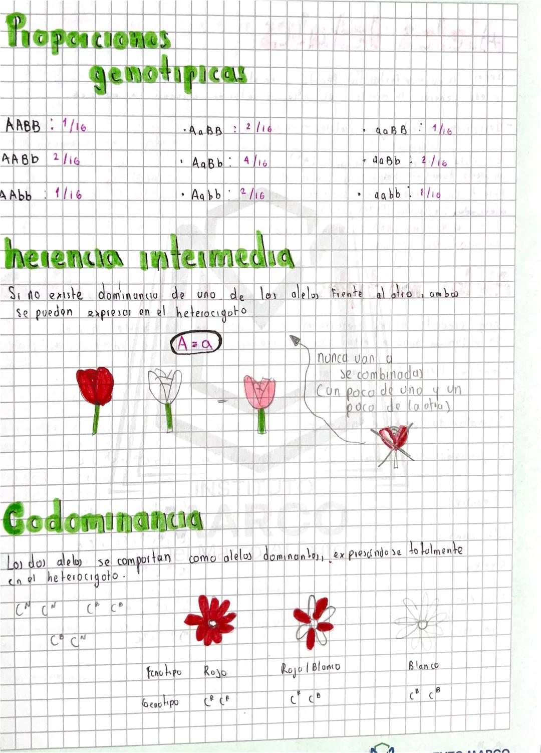 Proporciones
AABB : 1/16
AABD 2/16
genotipicas
•Aa BB : 2/16
AaBb: 4/16
QaBB 1/16
da Bb
2/16
A Abb
1/16
Aabb 2/16
"
abb 1/16
herencia interm