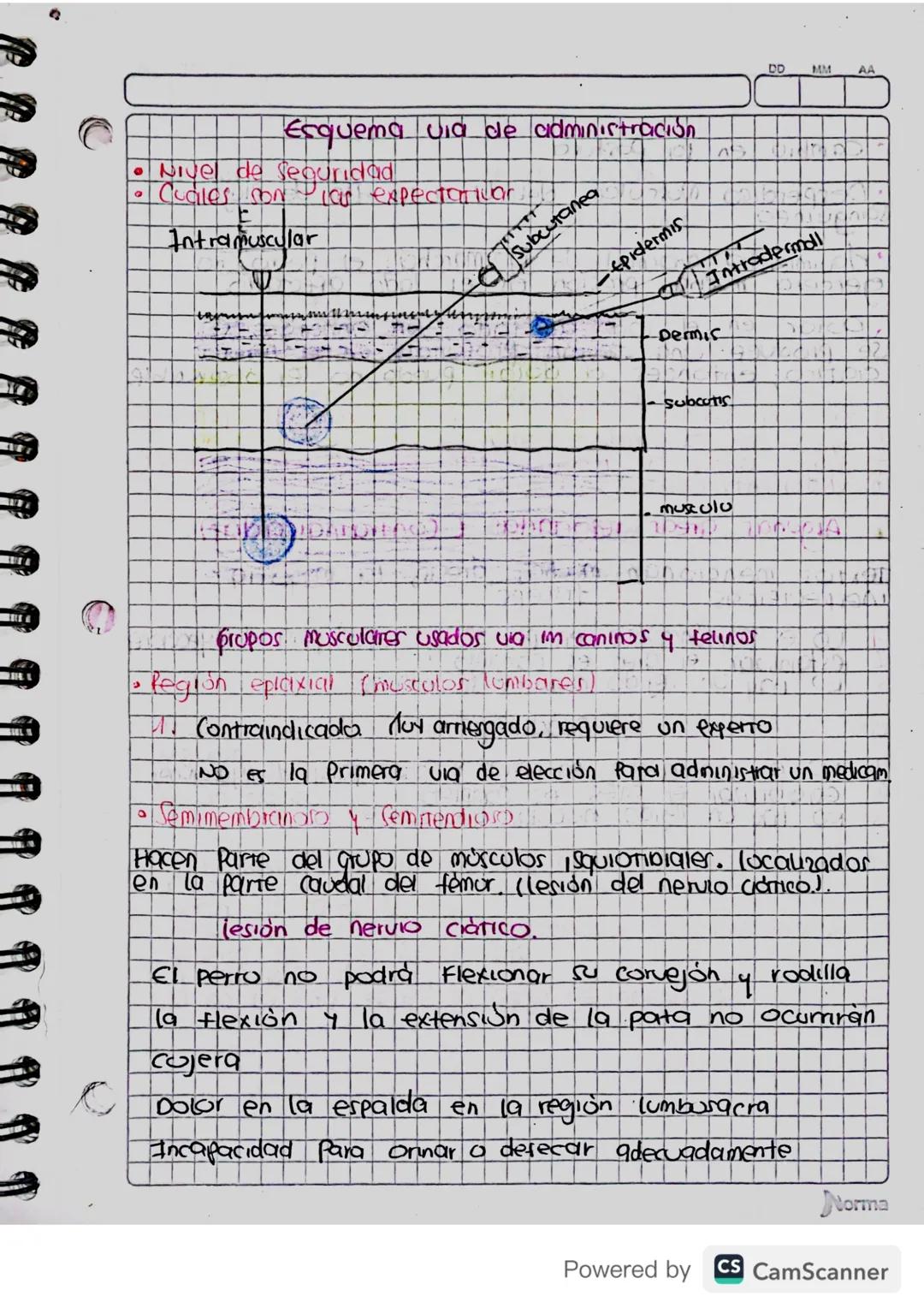 Esquema via de administración
• Nivel de Seguridad
Cuales son las expectancar
Intramuscular
Subcutanea
DD
MM
AA
Epidermis
Intradermall
-Derm