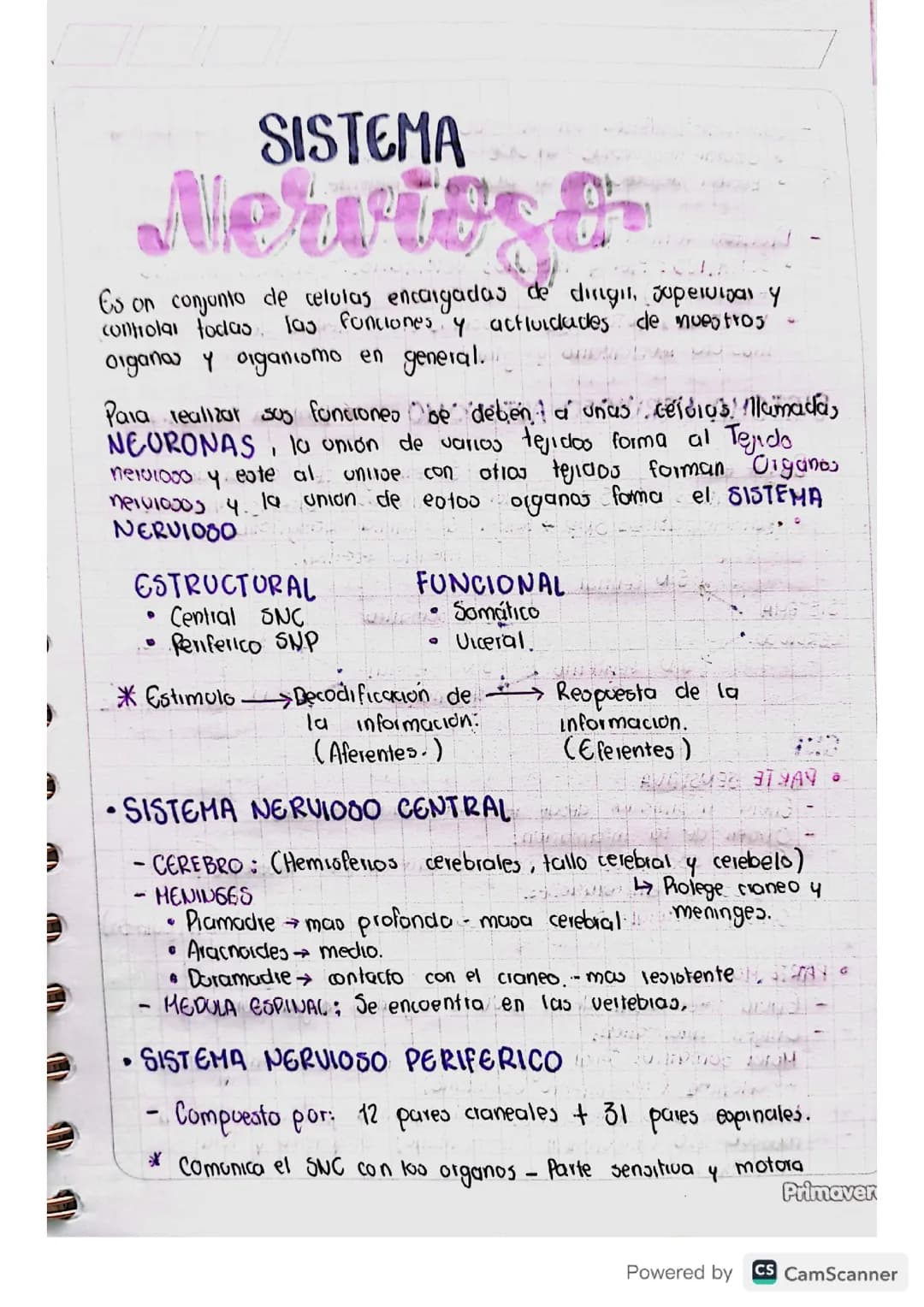 Sistema Nervioso 