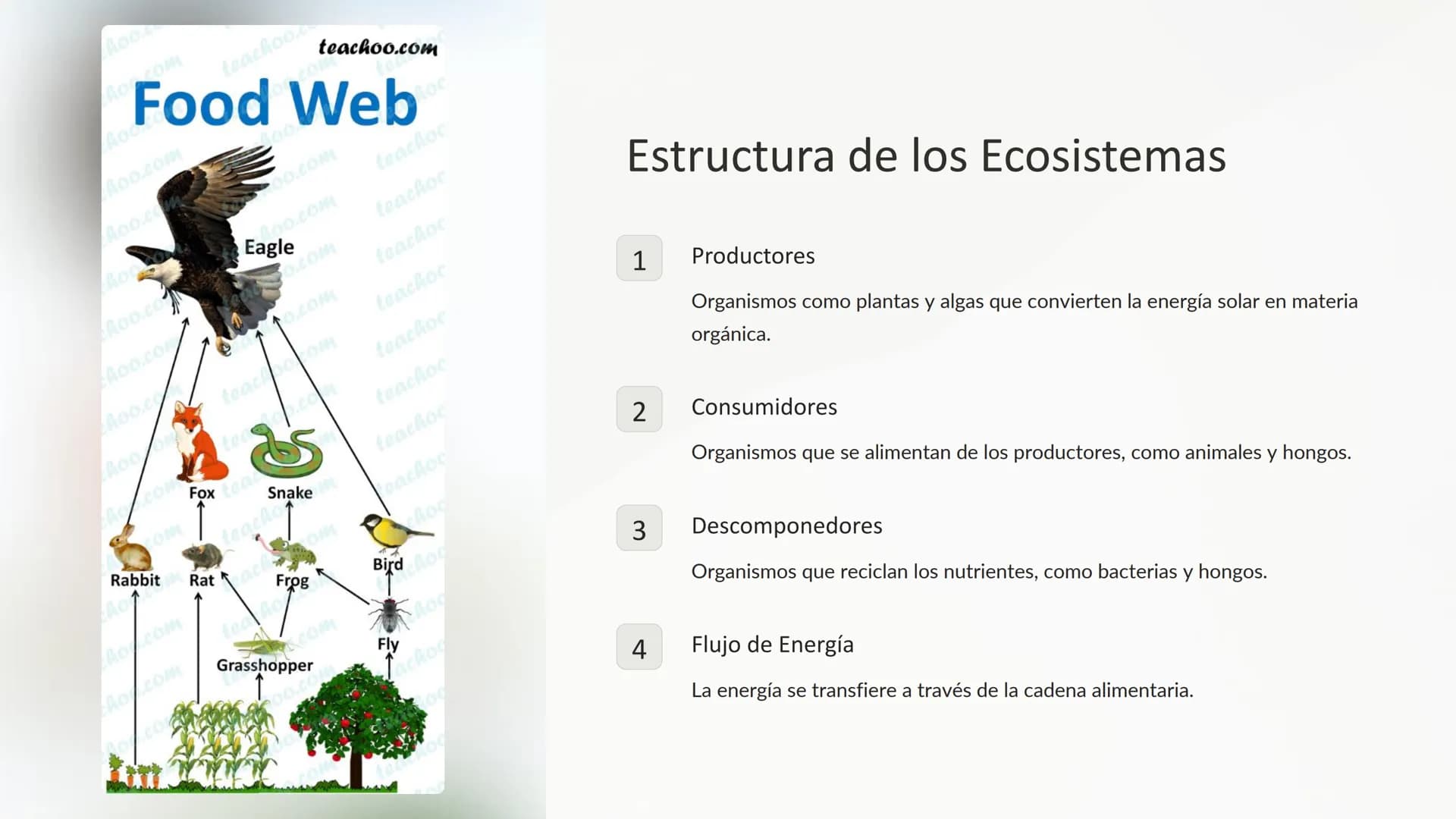 los Ecosistemas
Los ecosistemas son sistemas complejos donde los seres vivos
interactúan con su entorno físico. Comprenden una gran variedad