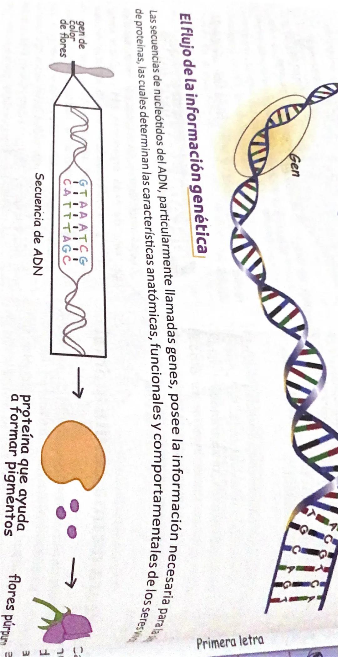 Primera letra
Segunda letra
U
C
A
G
UUU
UUC
} 
UCU
Phe
UCC
U
UUA
UCA
Ser
Leu
UCG
UUG
UAC
Tyr
UGU
Cys
UAA
Alto
UGA
Alto
UAG
Alto
UGG
Trp
CUU
