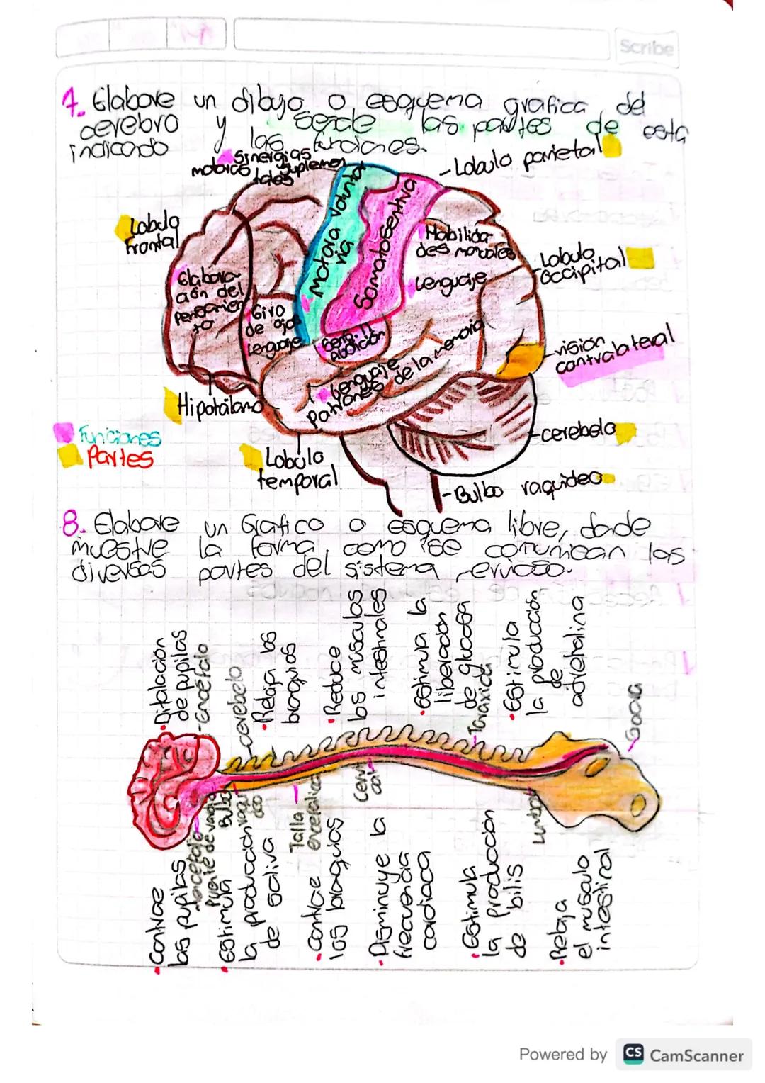 Scribe

6. Cocriba
corales de Pasta partes de encefch
Scriba en una tabla las fungiaes
generales

| Encefalo | Funcones |
| ----------- | --