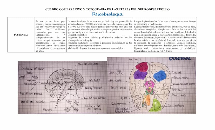 CUADRO COMPARATIVO Y TOPOGRAFÍA DE LAS ETAPAS DEL NEURODESARROLLO
Psicobiología
ETAPAS DEL
NEURODESARROLLO
DEFINICIÓN (TIEMPO)
PRENATAL
PERI