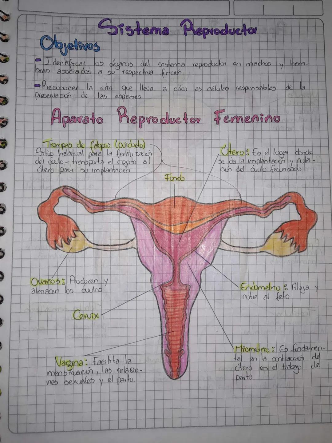 Objetivos
Sistema Reproductor
• Identificar los organos del sistema reproductor on machoo
bras asociados a su respectiva función
hem-
4
-Rec