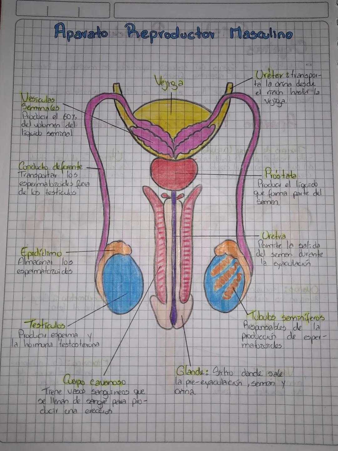 Objetivos
Sistema Reproductor
• Identificar los organos del sistema reproductor on machoo
bras asociados a su respectiva función
hem-
4
-Rec