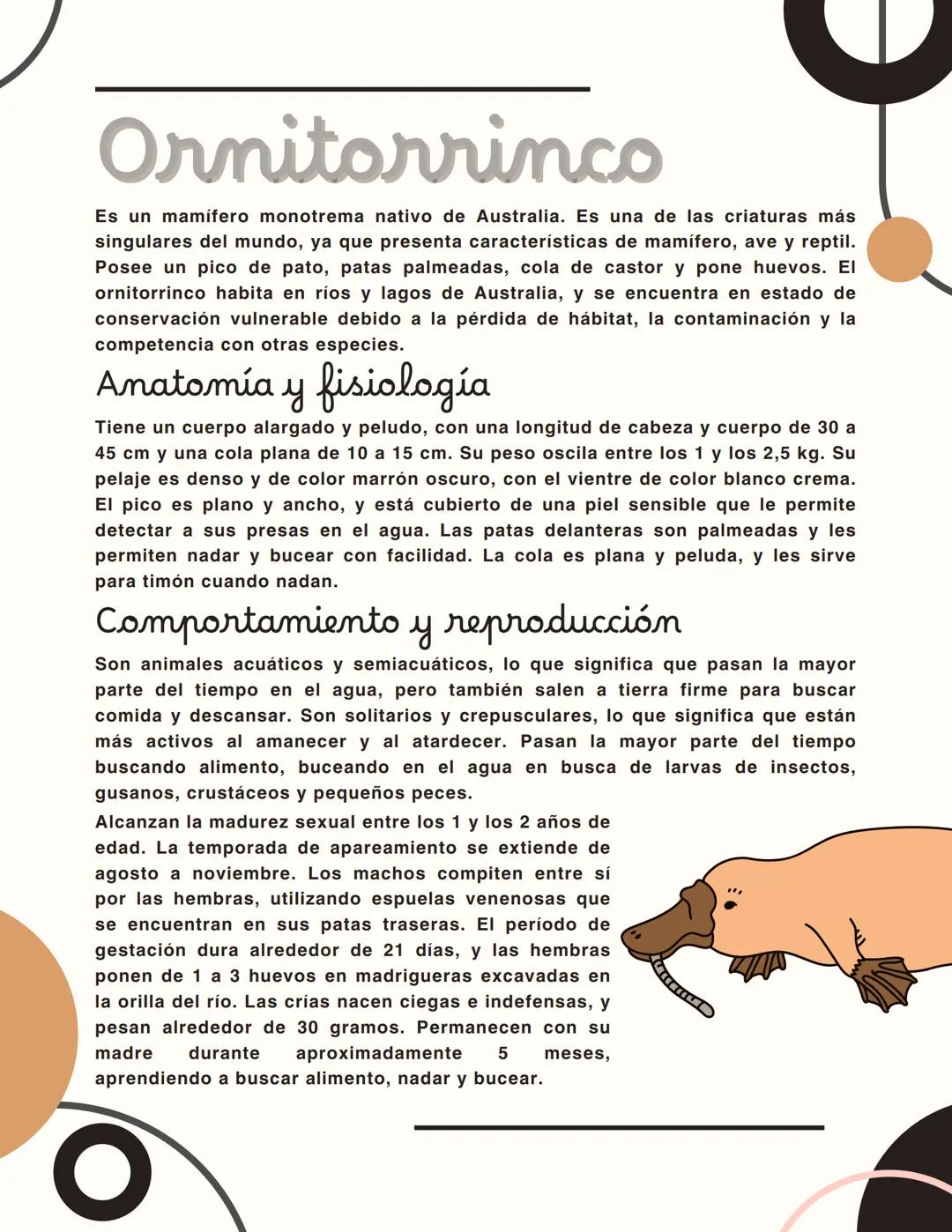 # Ornitorrinco

Es un mamífero monotrema nativo de Australia. Es una de las criaturas más
singulares del mundo, ya que presenta característi