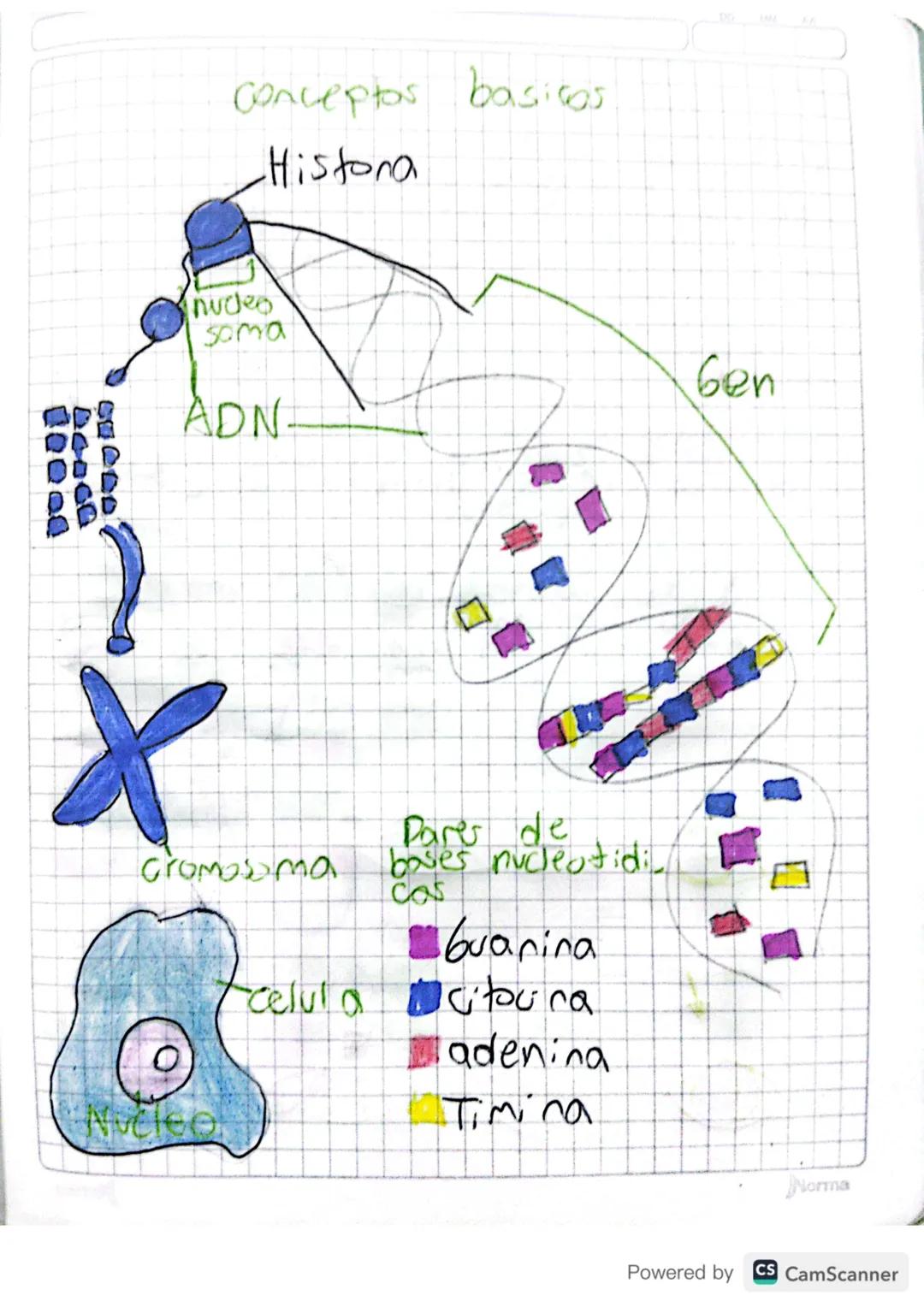 21 어리
# GENETICA
Es la ciencia que estudia la herencia
15
biologico, es decir, la transmisión de
a
caracteristicas que pasan de vi ser vivo
