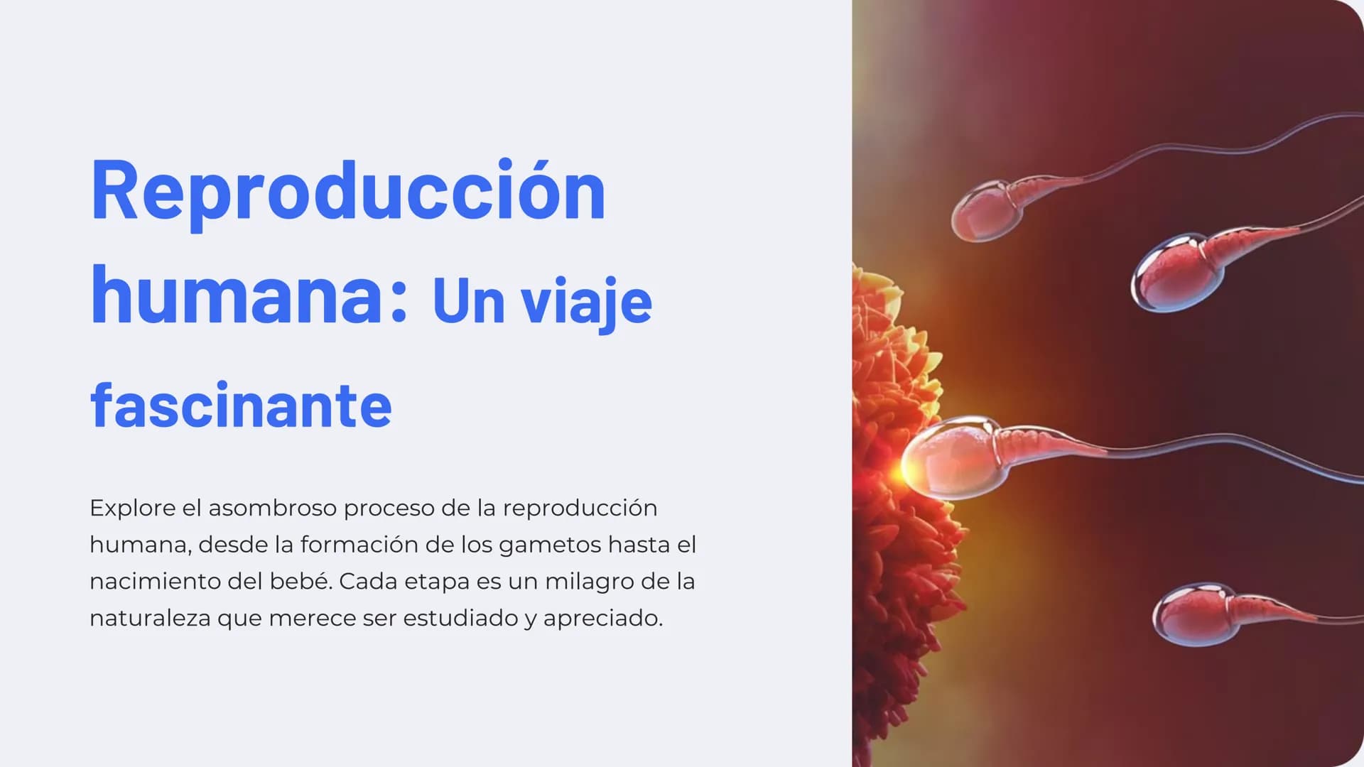 Reproducción
humana: Un viaje
fascinante
Explore el asombroso proceso de la reproducción
humana, desde la formación de los gametos hasta el
