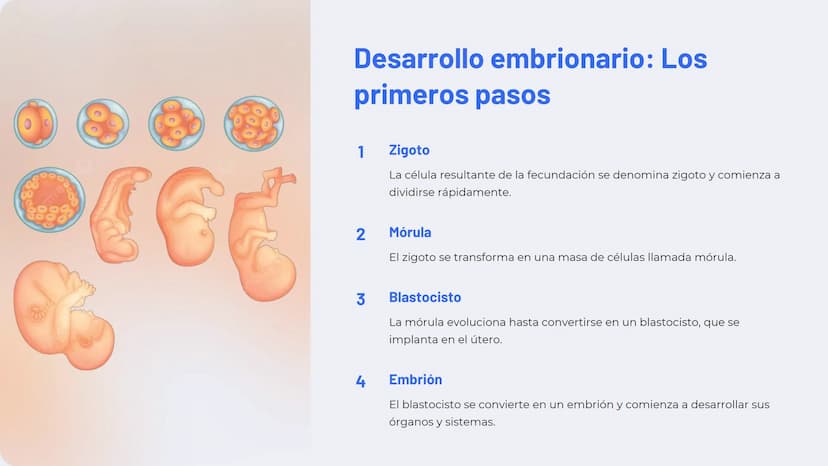 Reproducción
humana: Un viaje
fascinante
Explore el asombroso proceso de la reproducción
humana, desde la formación de los gametos hasta el
