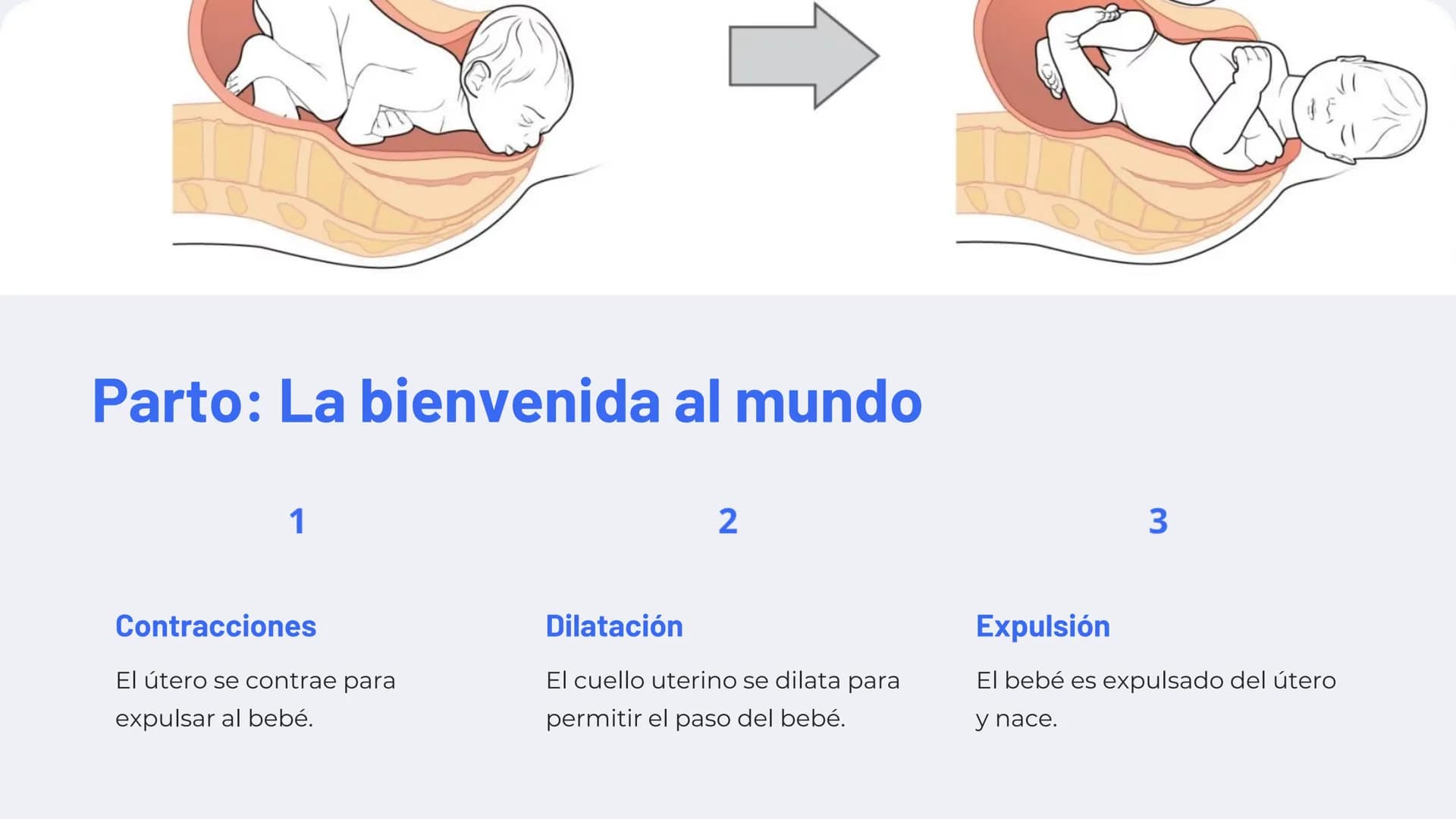 Reproducción
humana: Un viaje
fascinante
Explore el asombroso proceso de la reproducción
humana, desde la formación de los gametos hasta el
