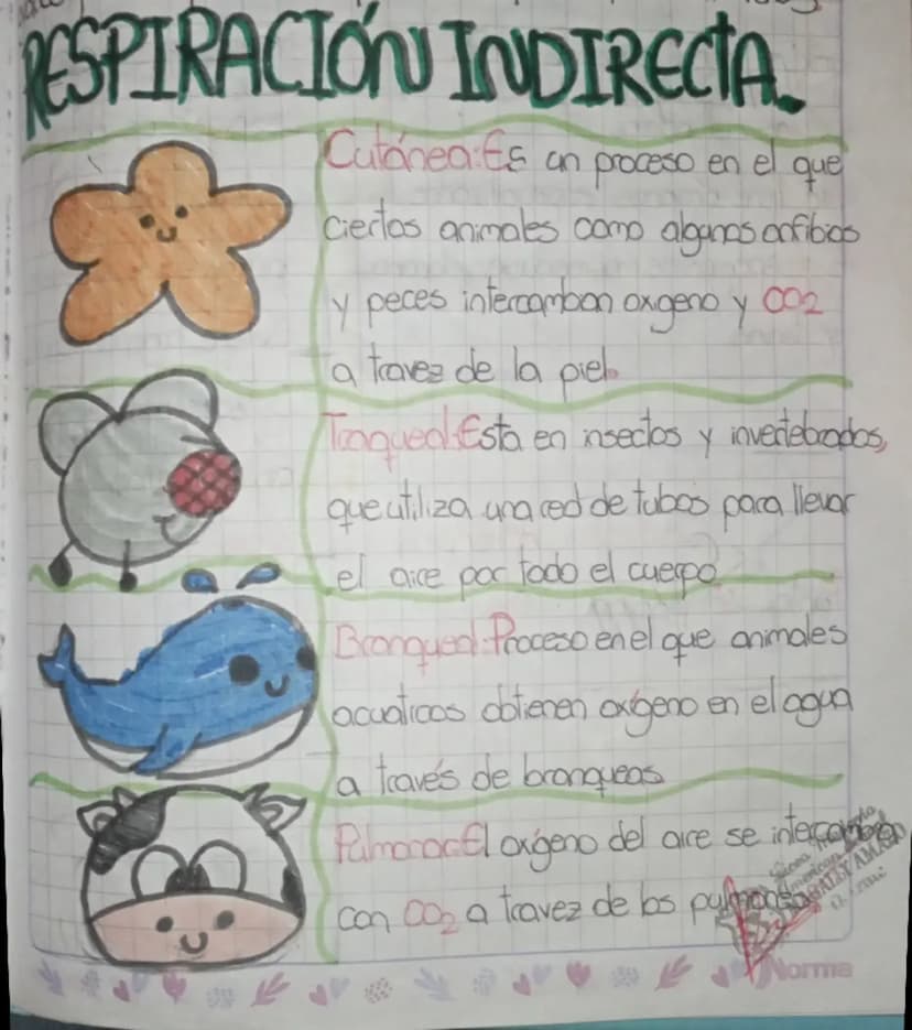 RESPIRACIÓN INDIRECTA
&
Cutanea: Es un proceso en el que
Ciertos animales como alganas anfibios
y peces intercamban
a traves de la piel
Oxig