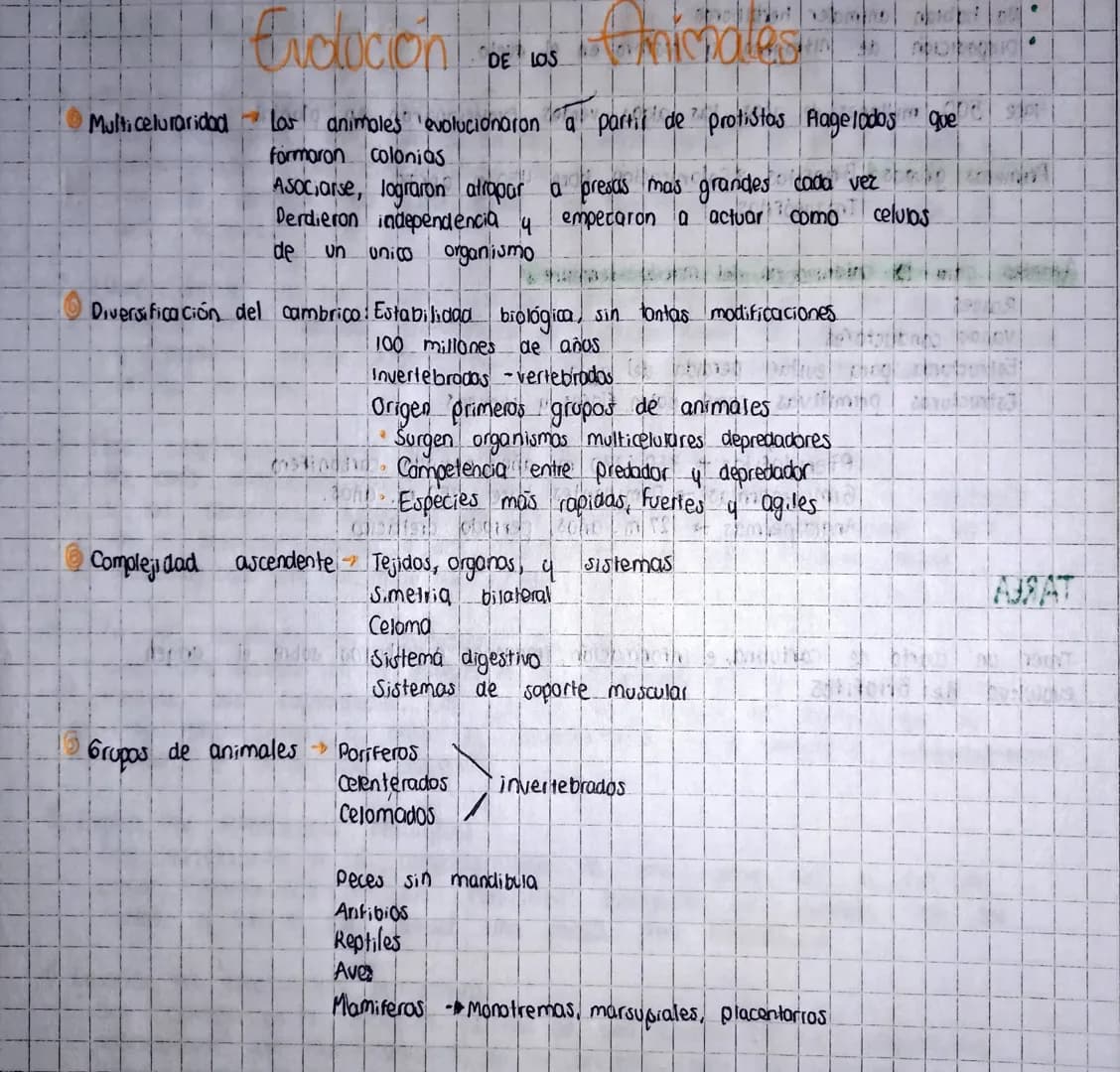Erdocient
DE LOS
michales
WIN
Multi celuraridad→
Los animales evolucionaron a partir de protistos Flagelados que
formaron colonias
Asociarse