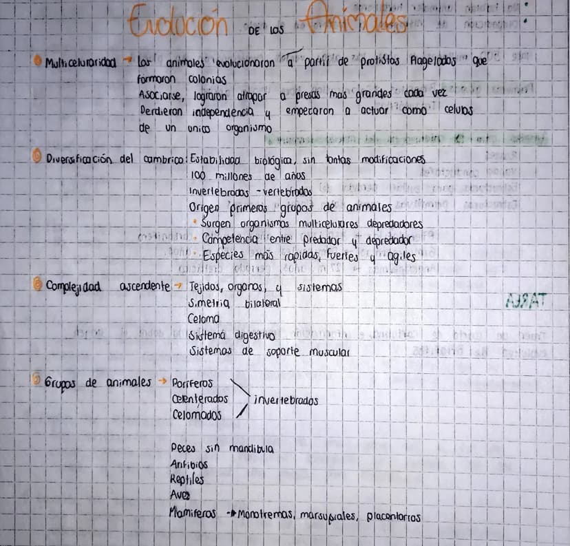 Erdocient
DE LOS
michales
WIN
Multi celuraridad→
Los animales evolucionaron a partir de protistos Flagelados que
formaron colonias
Asociarse