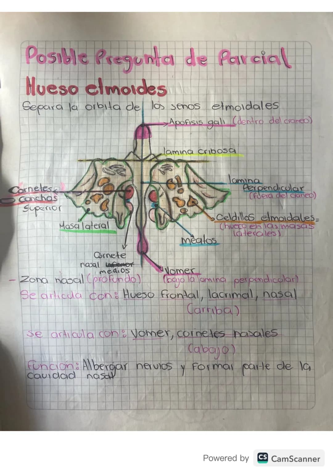 Posible Pregunta de Parcial
Hueso elmoides
Separa la orbita de los senos etmoldales
- Apofisis gali (dentro del craneo)
lamina cribosa
Corne