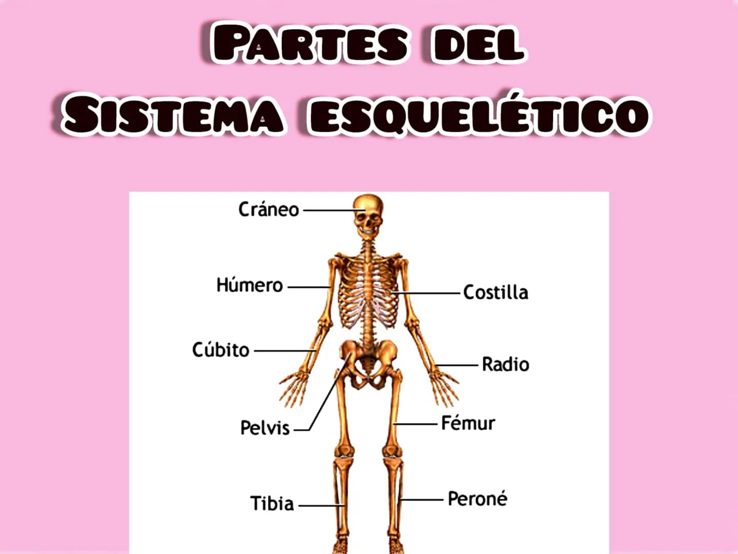 SISTEMA ESQUELÉTICO
EL SISTEMA ESQUELETICO PROPORCIONA UN SOPORTE EN EL
CUERPO Y BRINDA APOYO Y PROTECCIÓN
A LOS TEJIDOS MÁS BLANDOS
SON FOR