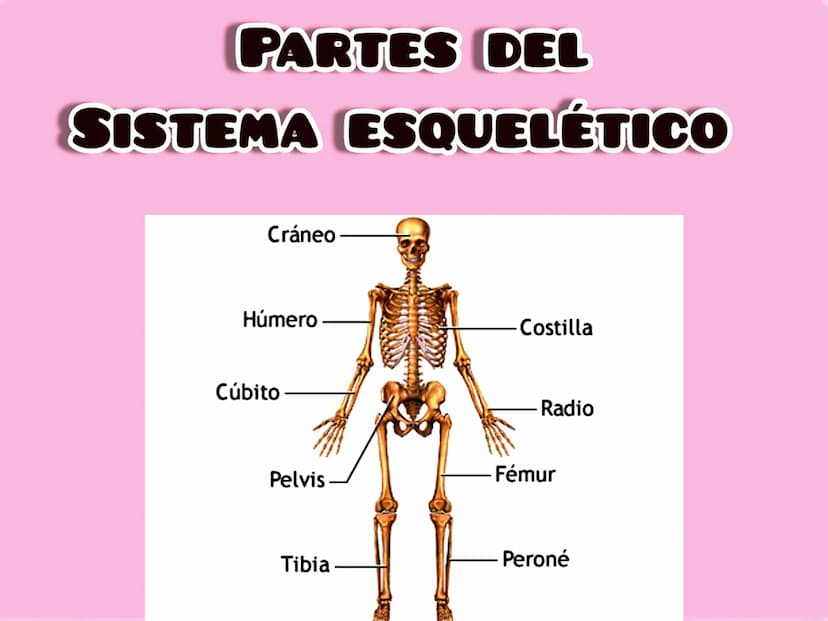 SISTEMA ESQUELÉTICO
EL SISTEMA ESQUELETICO PROPORCIONA UN SOPORTE EN EL
CUERPO Y BRINDA APOYO Y PROTECCIÓN
A LOS TEJIDOS MÁS BLANDOS
SON FOR