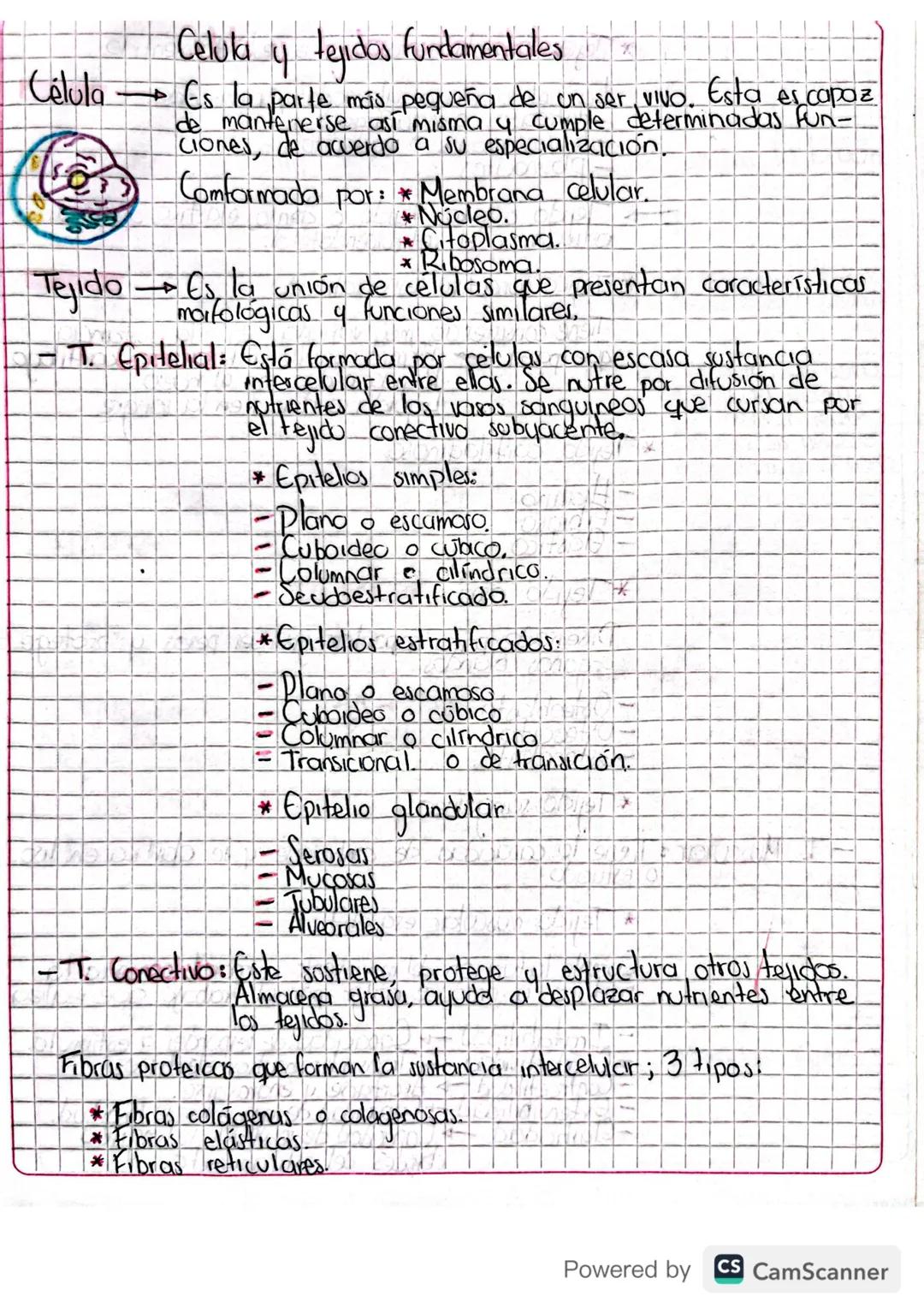 Celula
4
y tejidos fundamentales
刘
Célula
Tejido
Esta
es capaz
+ Es la parte más pequeña de un ser VIVO.
de mantenerse así misma y cumple de
