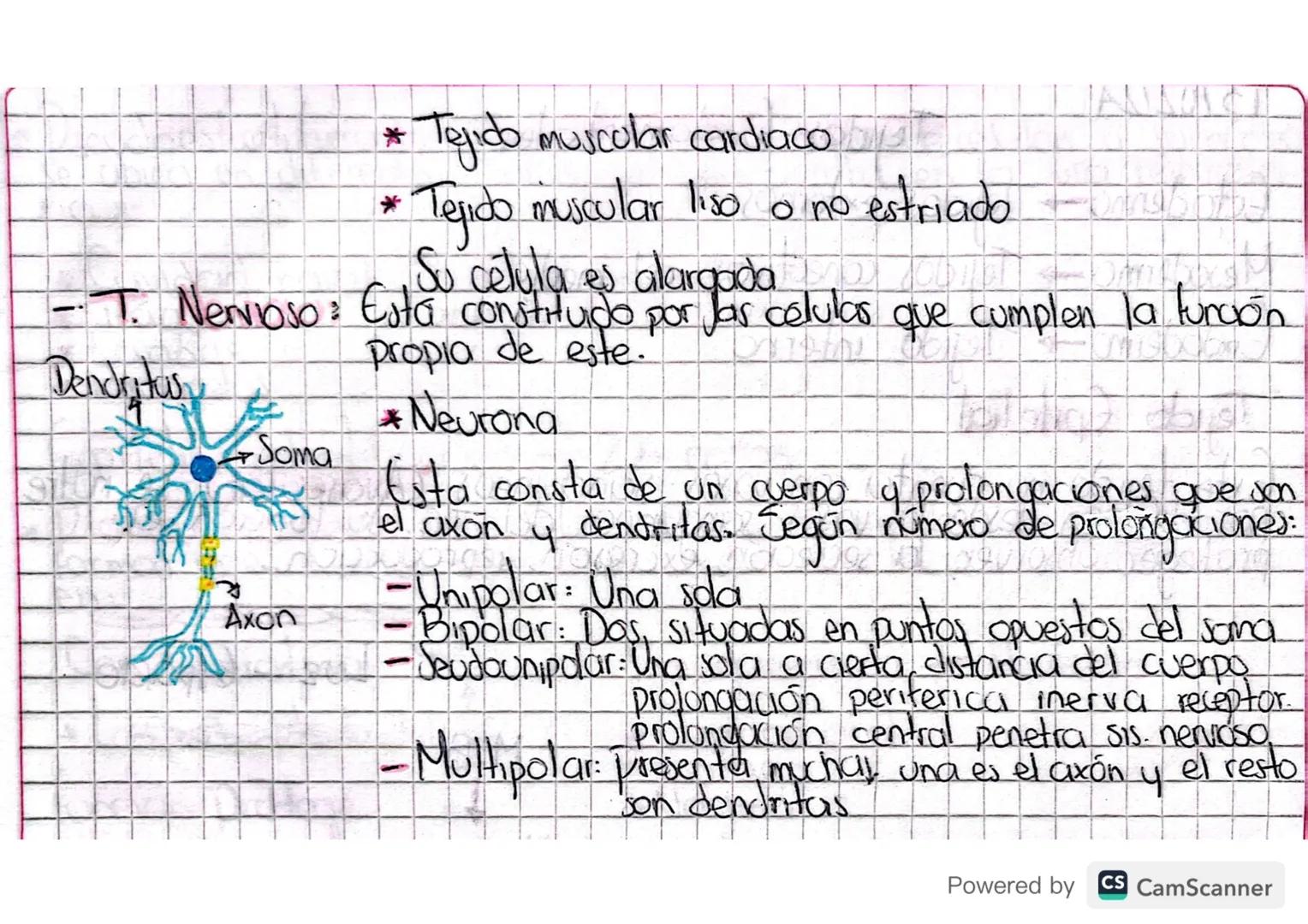 Celula
4
y tejidos fundamentales
刘
Célula
Tejido
Esta
es capaz
+ Es la parte más pequeña de un ser VIVO.
de mantenerse así misma y cumple de