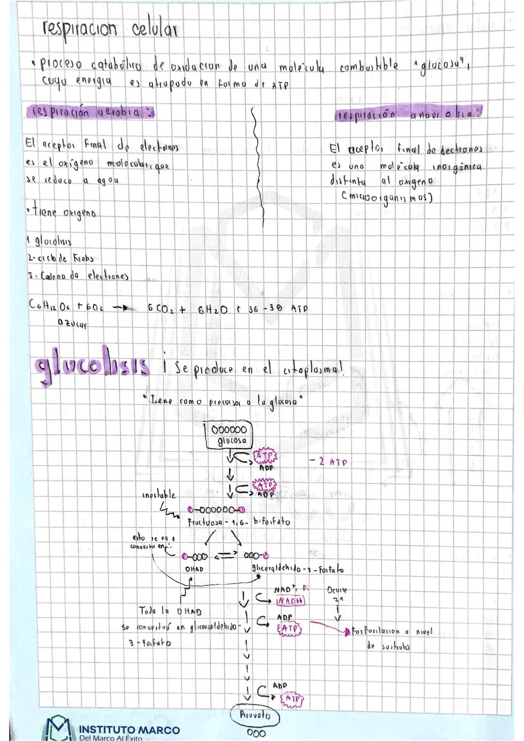 Respiración celular