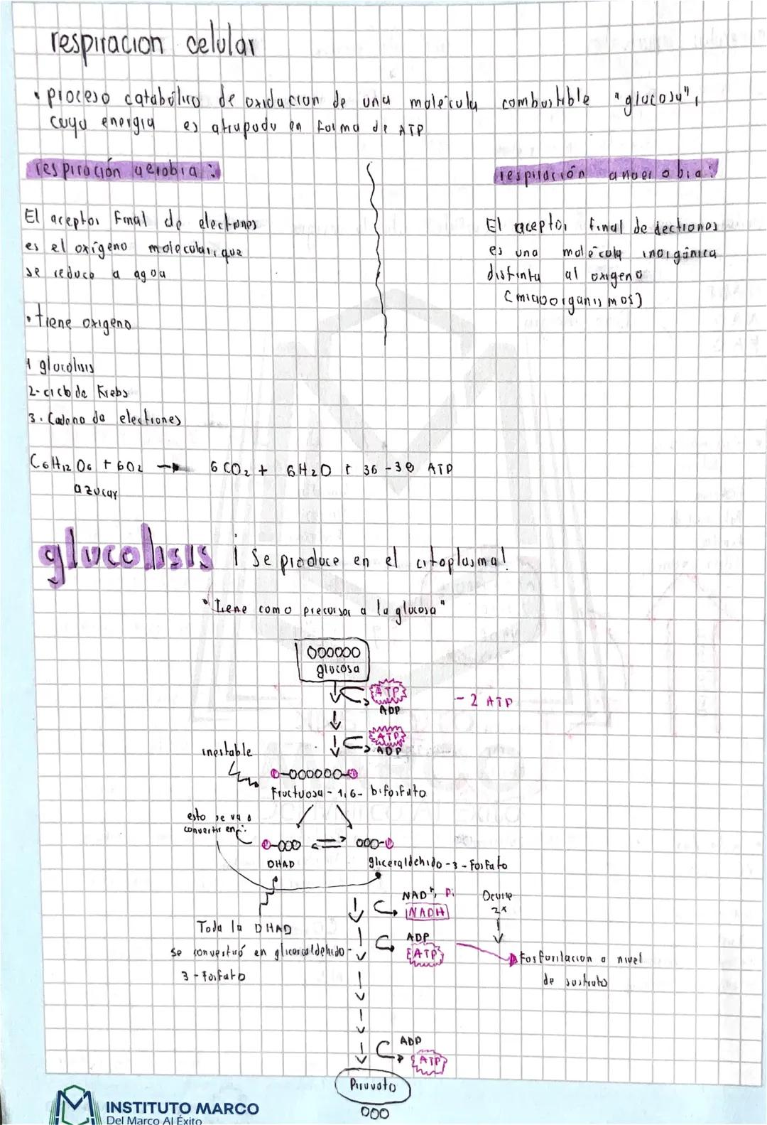 respiración celular
• proceso catabolico de oxidación de una molécula combustible "glucosu",
es a trupudu en forma de ATP
cuyu energia
respi