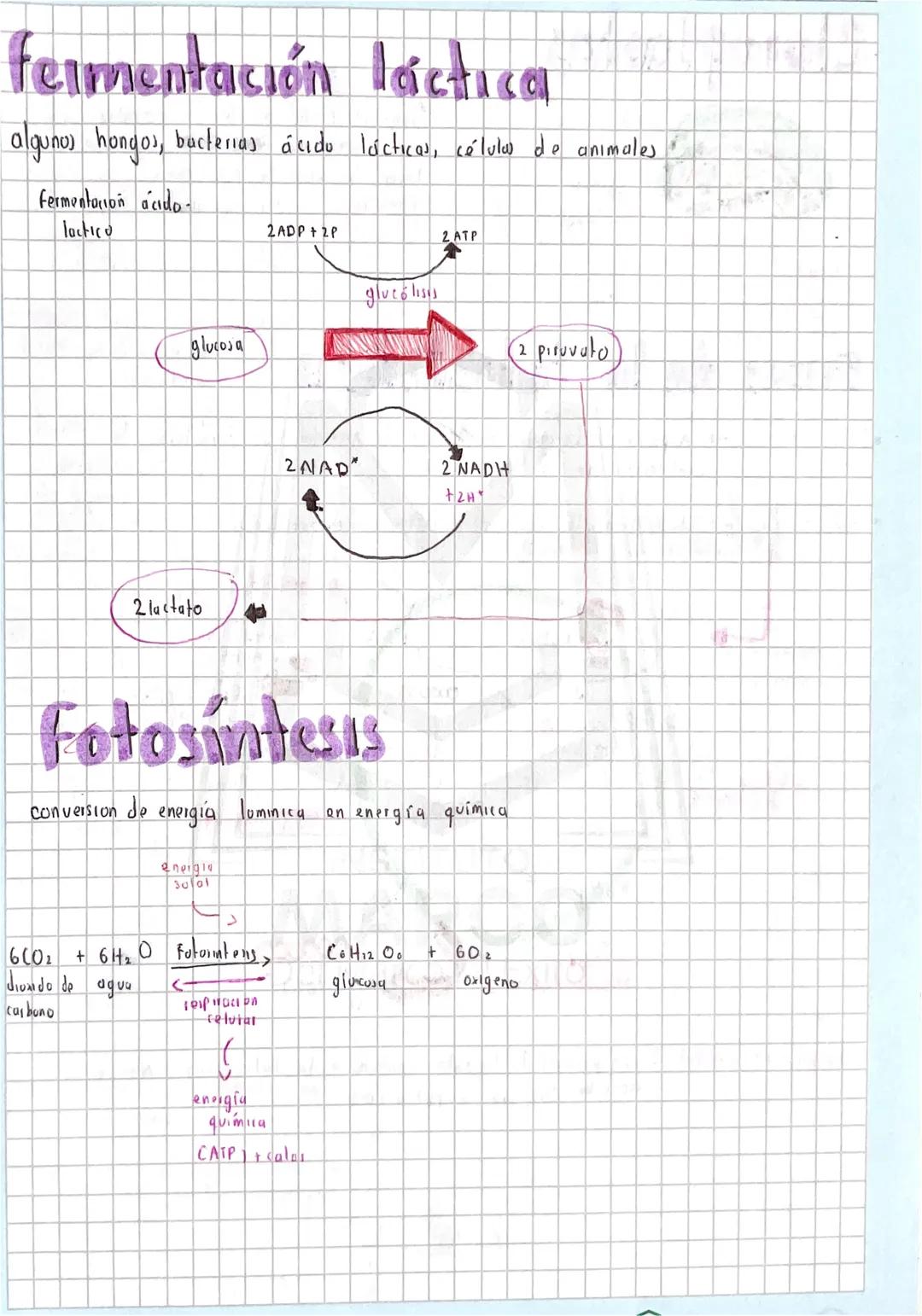 respiración celular
• proceso catabolico de oxidación de una molécula combustible "glucosu",
es a trupudu en forma de ATP
cuyu energia
respi
