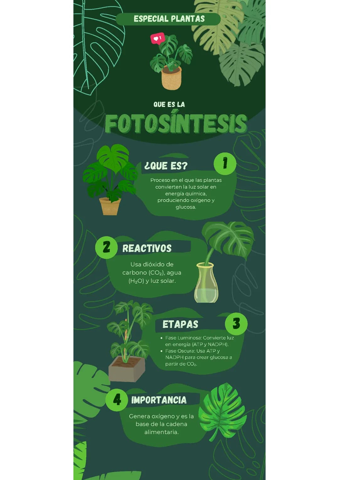La fotosíntesis 