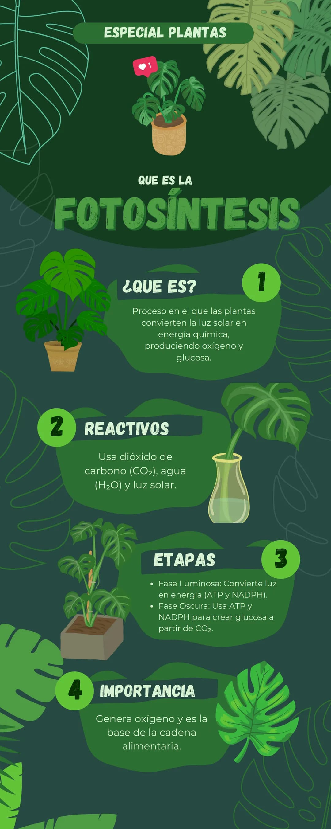 ESPECIAL PLANTAS
QUE ES LA
FOTOSINTESIS
¿QUE ES?
Proceso en el que las plantas
convierten la luz solar en
energía química,
produciendo oxíge
