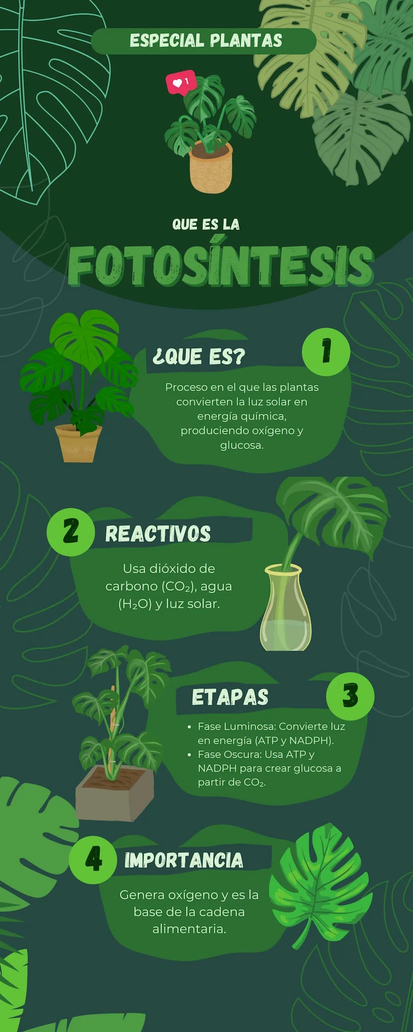 ESPECIAL PLANTAS
QUE ES LA
FOTOSINTESIS
¿QUE ES?
Proceso en el que las plantas
convierten la luz solar en
energía química,
produciendo oxíge