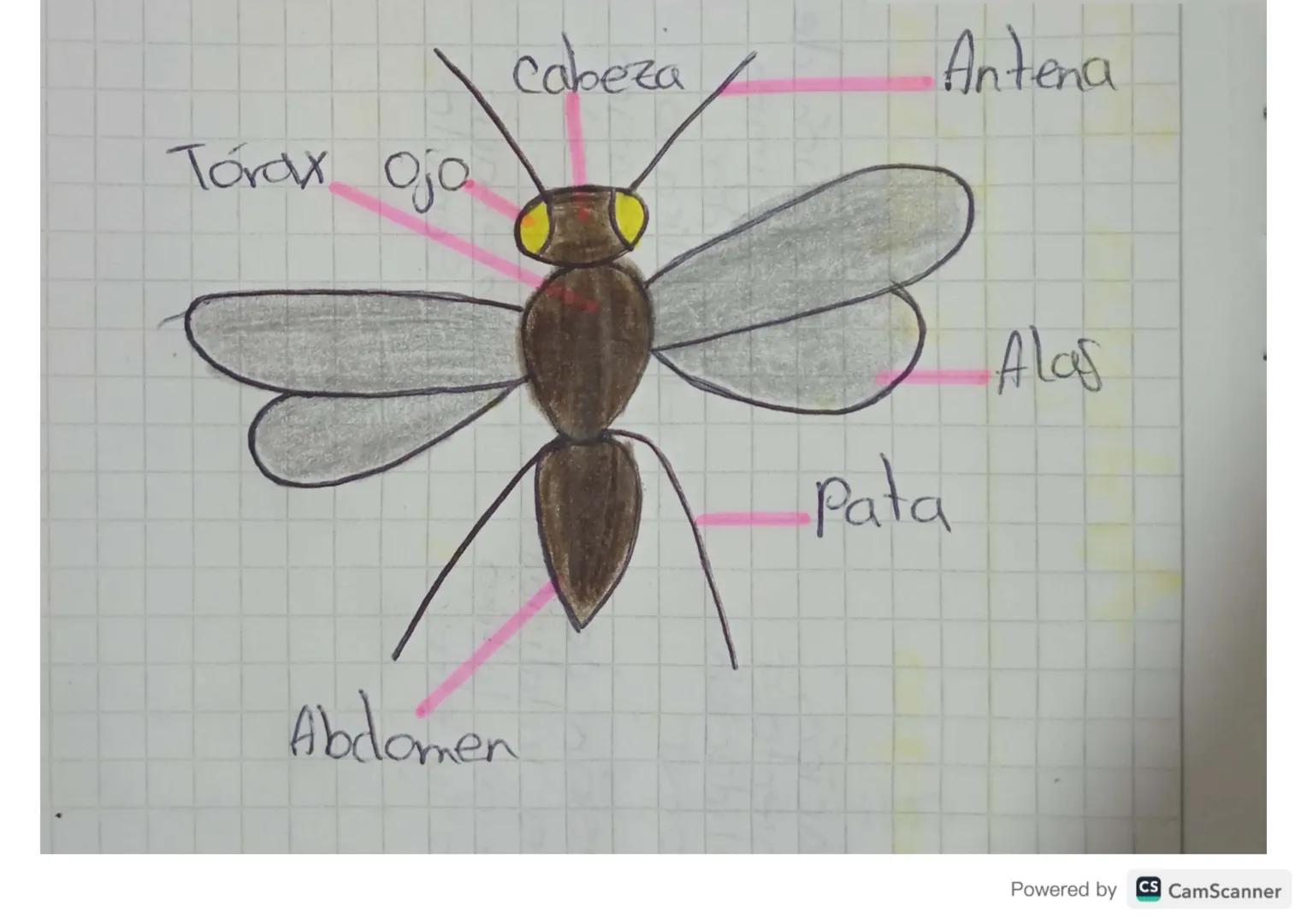 Torax ojo
Cabeza
Antena
Abdomen
3
Pata
Alas
B
Powered by CS CamScanner