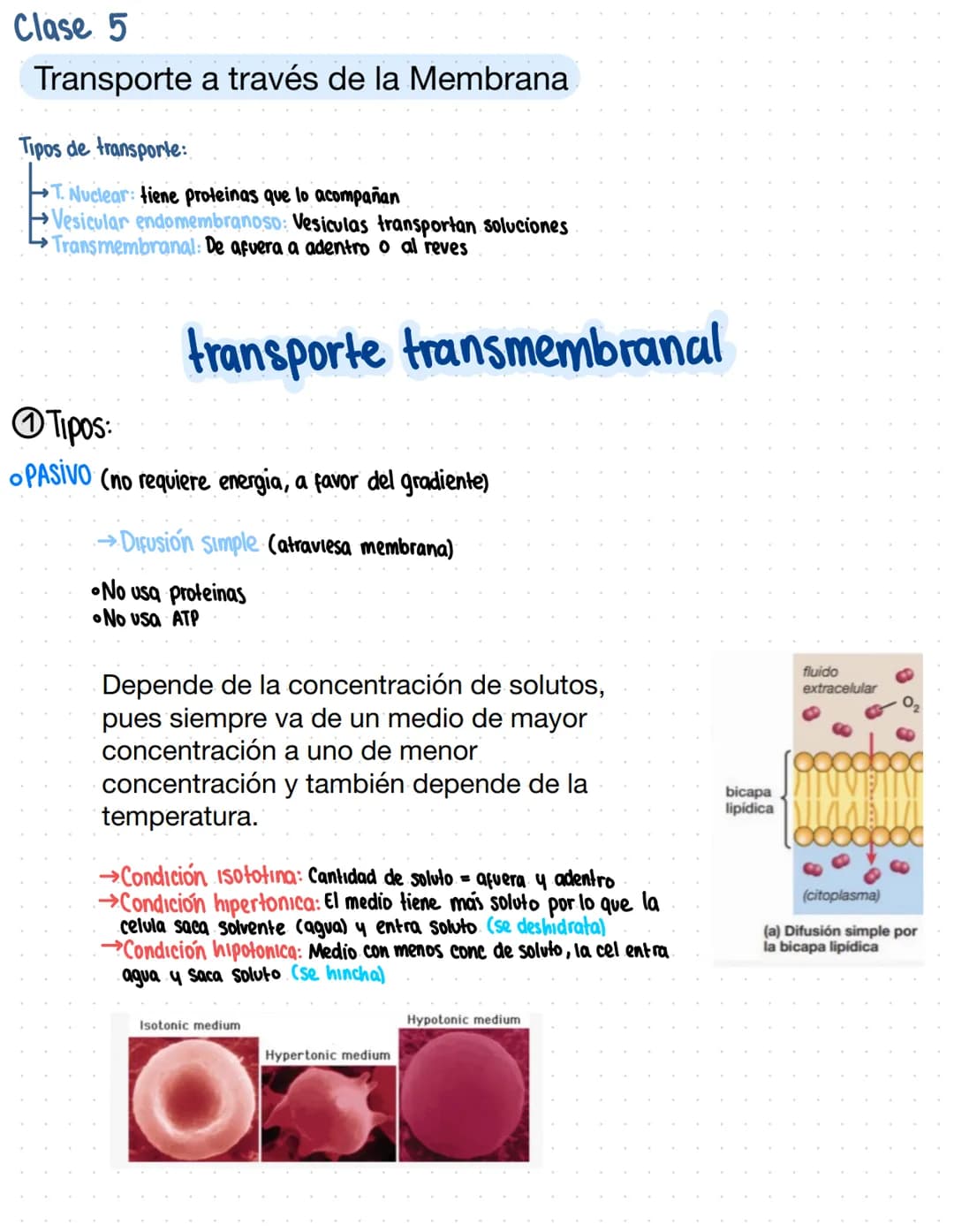 Clase 5
Transporte a través de la Membrana
Tipos de transporte:
T. Nuclear: tiene proteinas que lo acompañan
Vesicular endomembranoso: Vesic