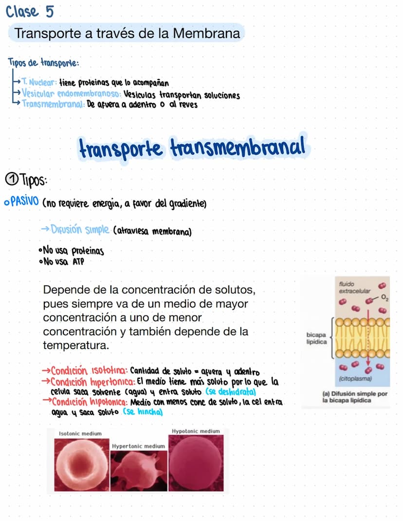 Clase 5
Transporte a través de la Membrana
Tipos de transporte:
T. Nuclear: tiene proteinas que lo acompañan
Vesicular endomembranoso: Vesic